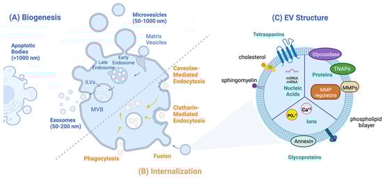 Bioengineering 10 00136 g001
