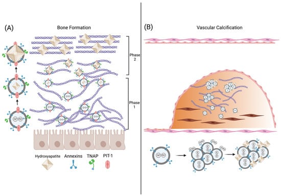Bioengineering 10 00136 g002