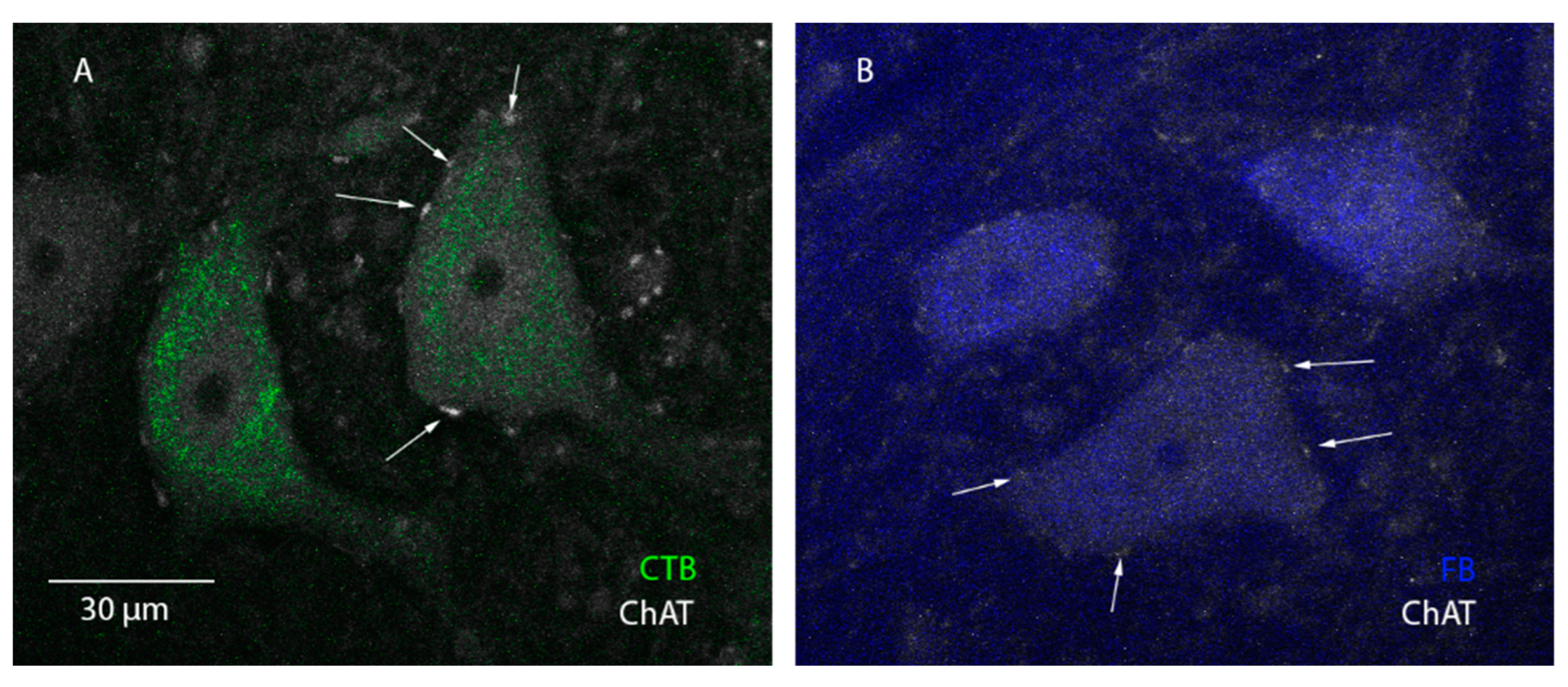 Bioengineering 10 00141 g005
