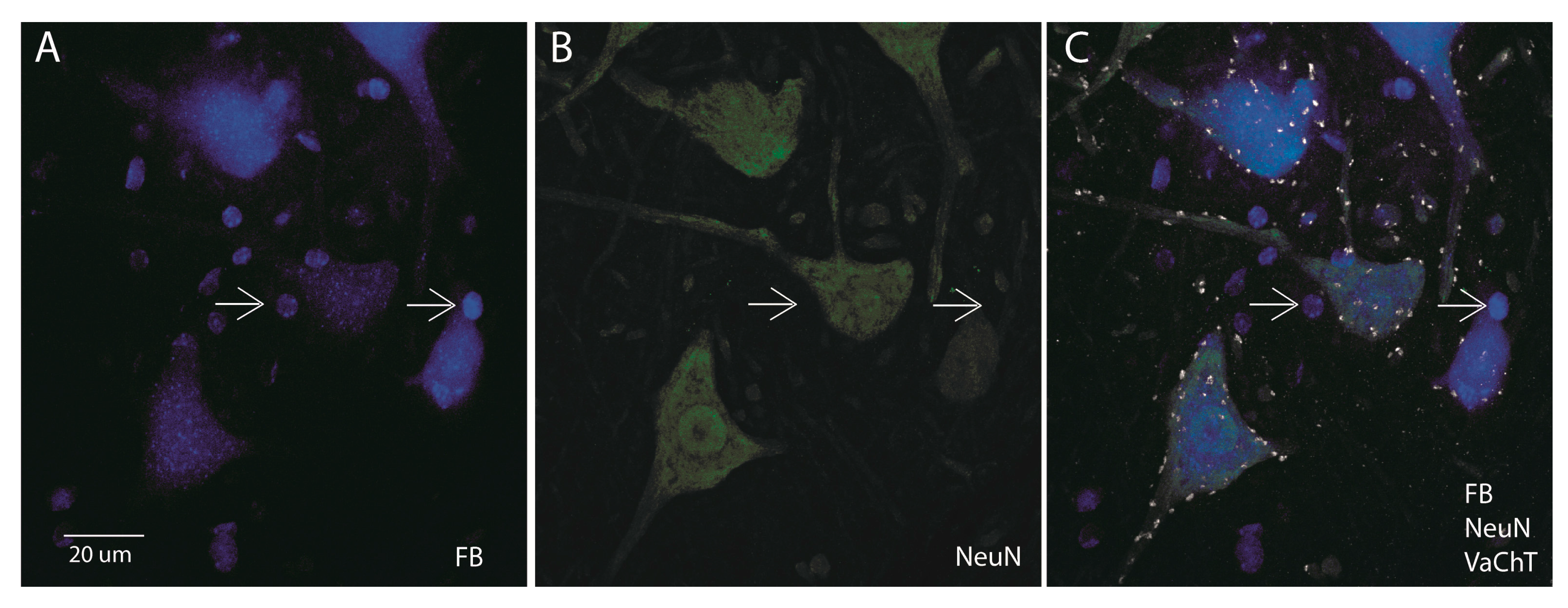 Bioengineering 10 00141 g006
