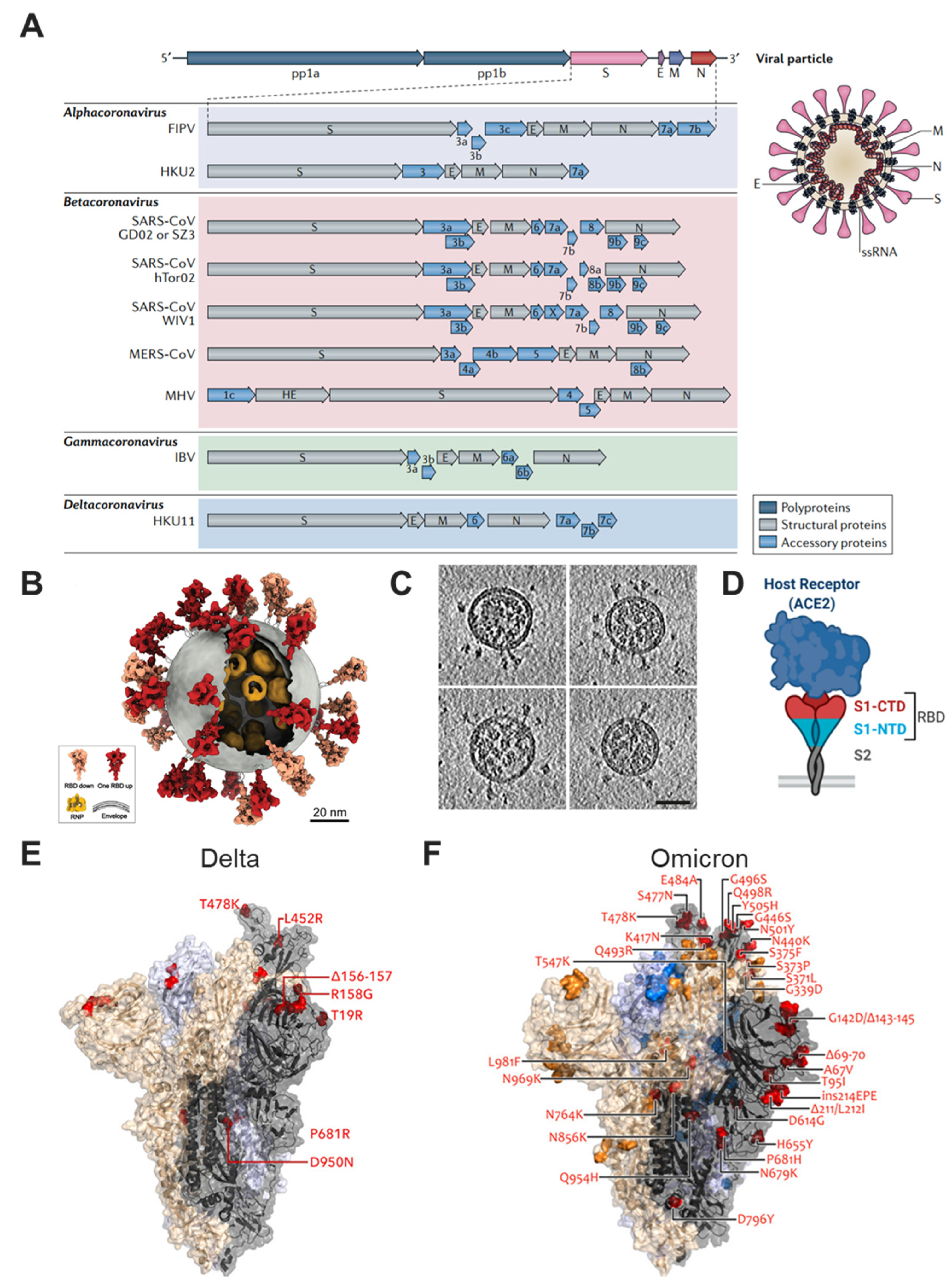 Advanced Vaccine Design Strategies against SARS-CoV-2 and Emerging ...