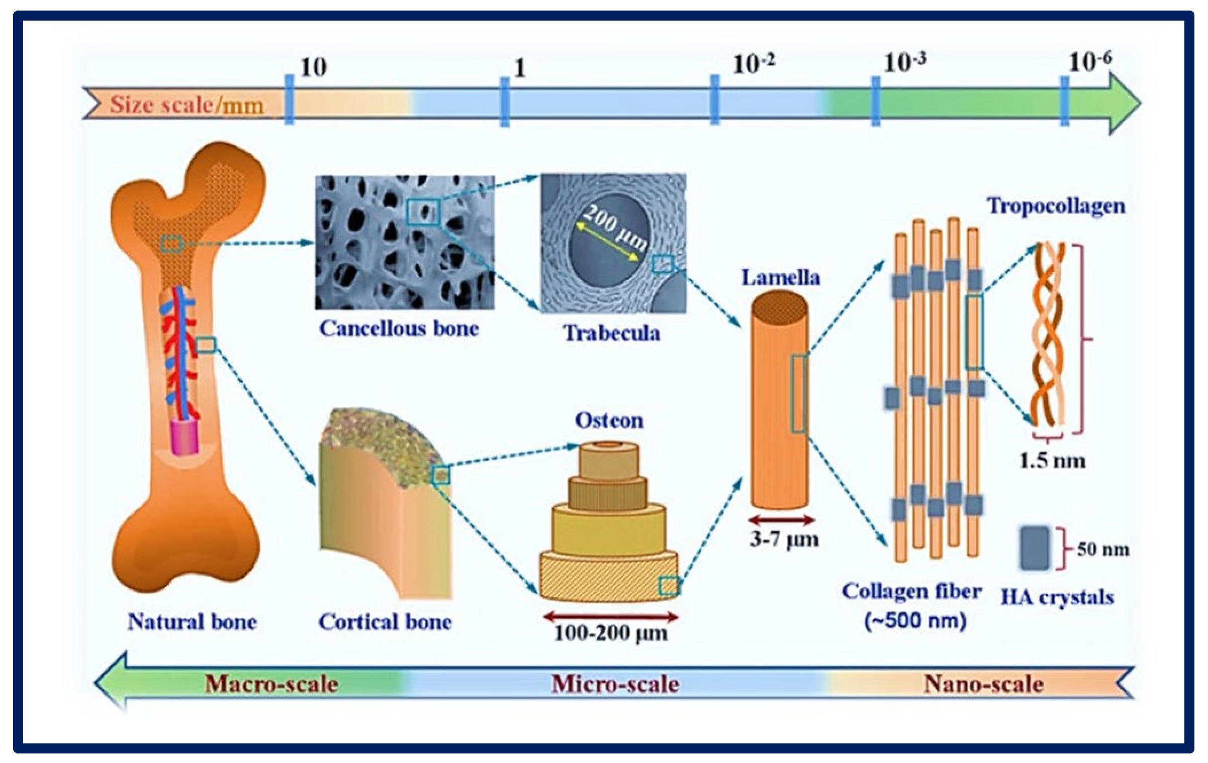 Bioengineering 10 00218 g005 Bioengineering 10 00218 g005