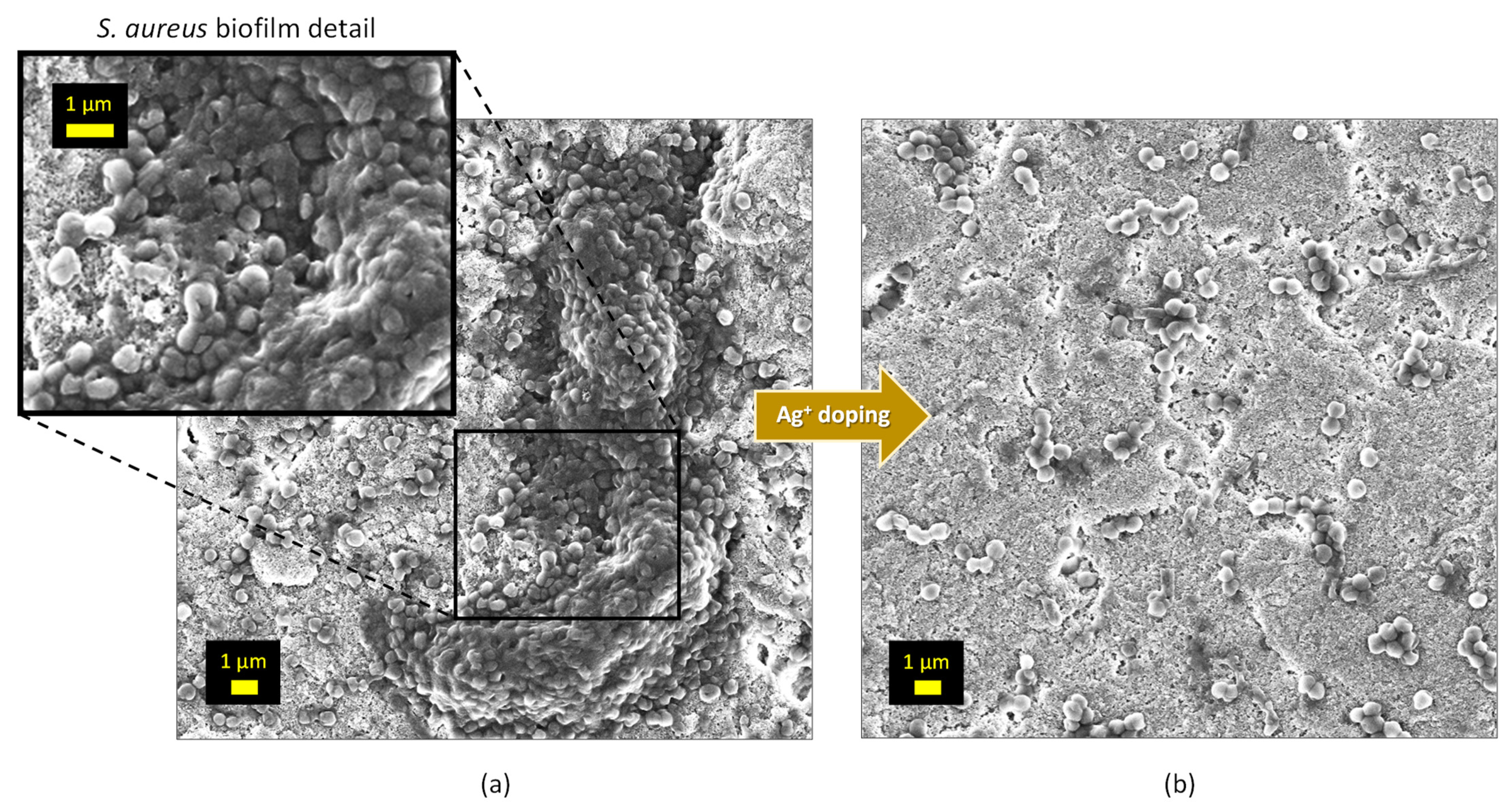 Bioengineering 10 00220 g009 Bioengineering 10 00220 g009