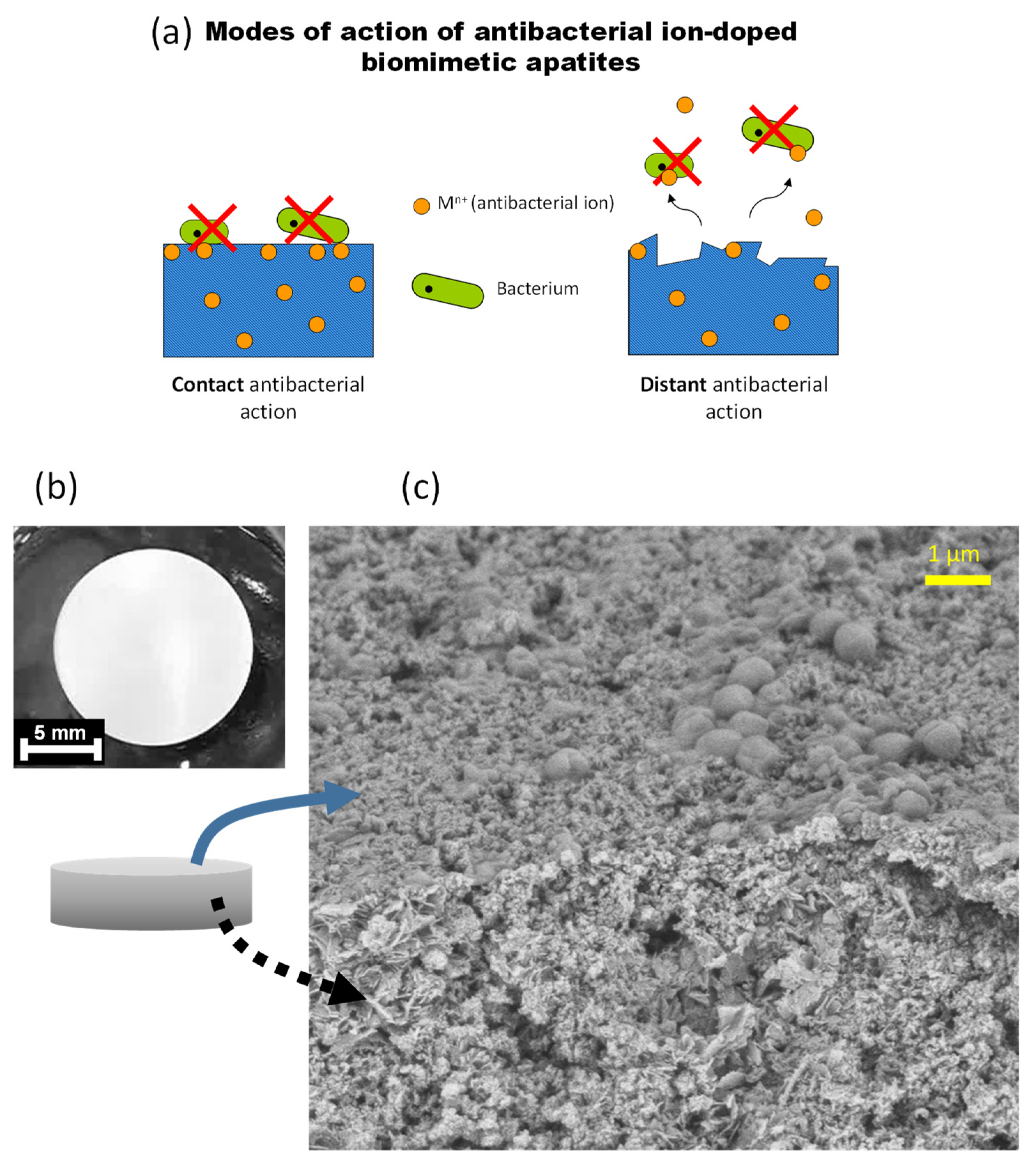 Bioengineering 10 00220 g010 Bioengineering 10 00220 g010