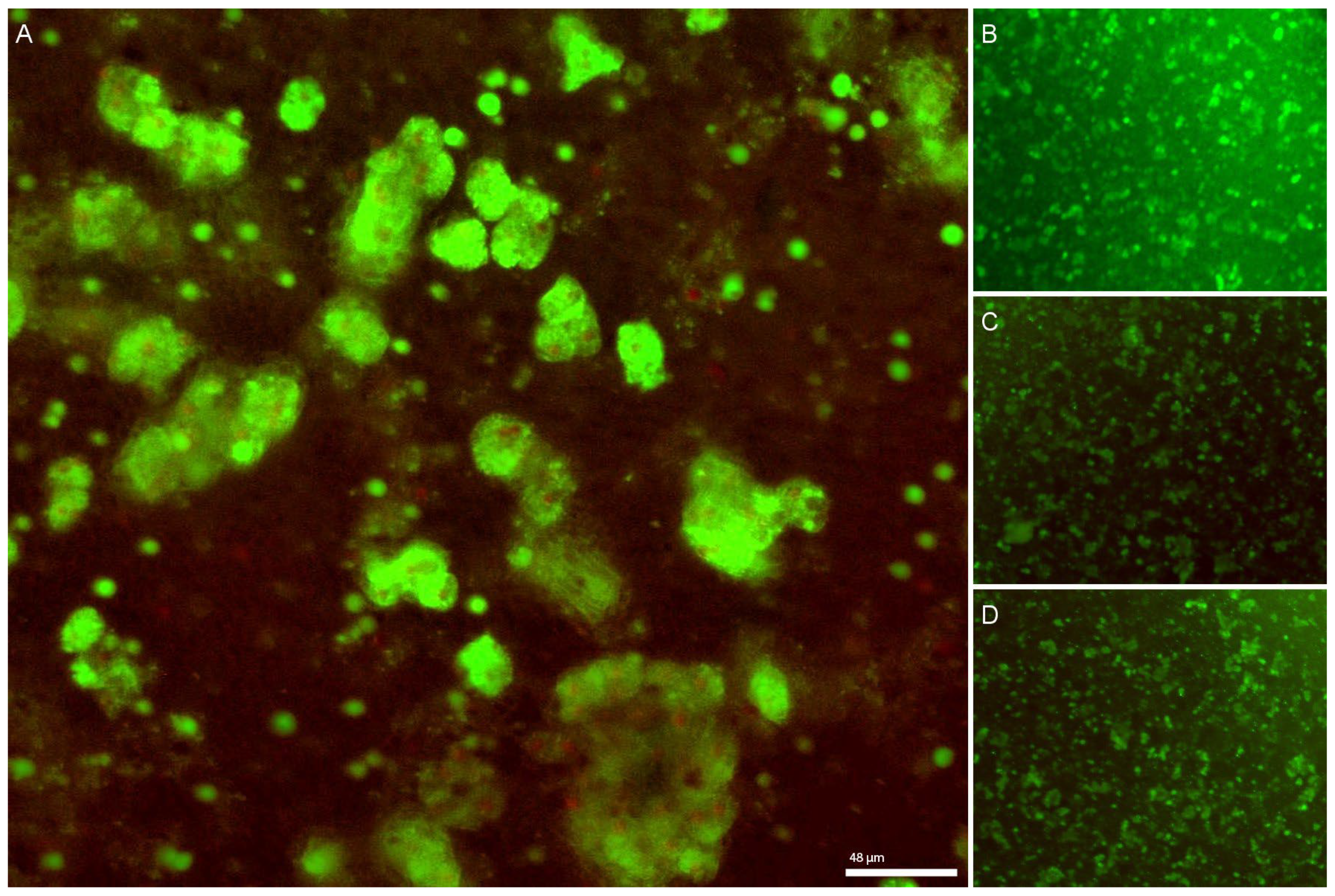 Bioengineering 10 00276 g005 Bioengineering 10 00276 g005