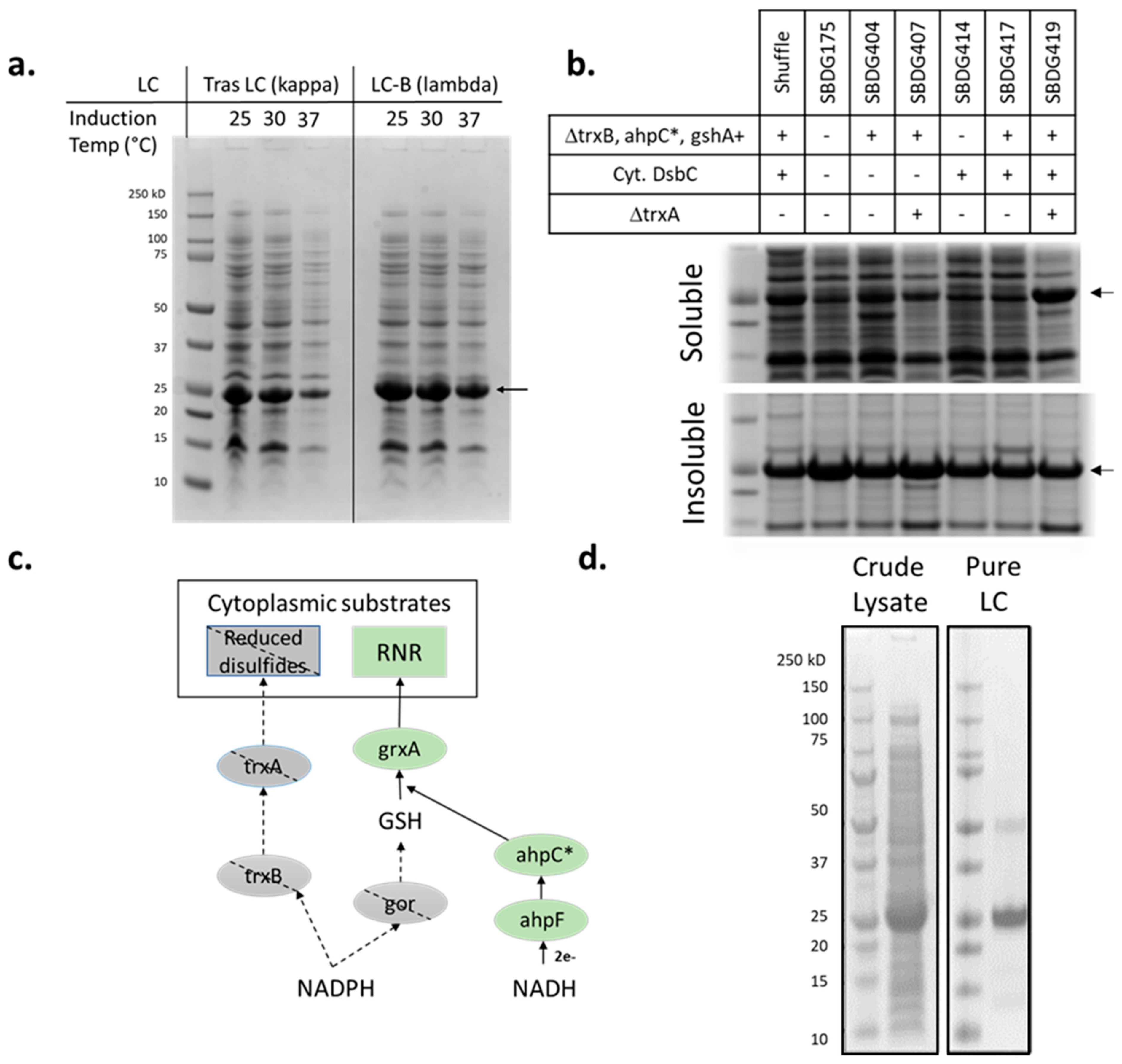 Bioengineering 10 00304 g002