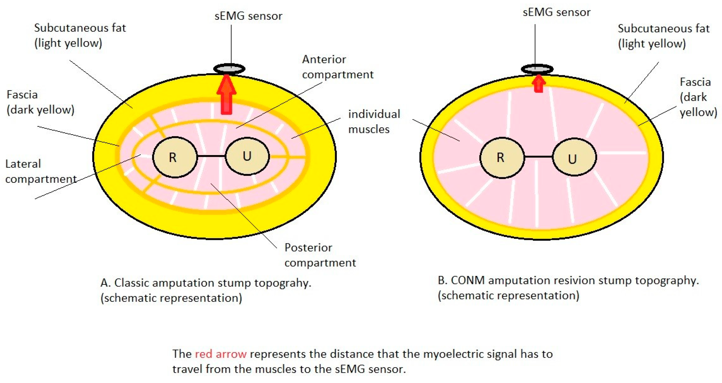 Bioengineering 10 00319 g005