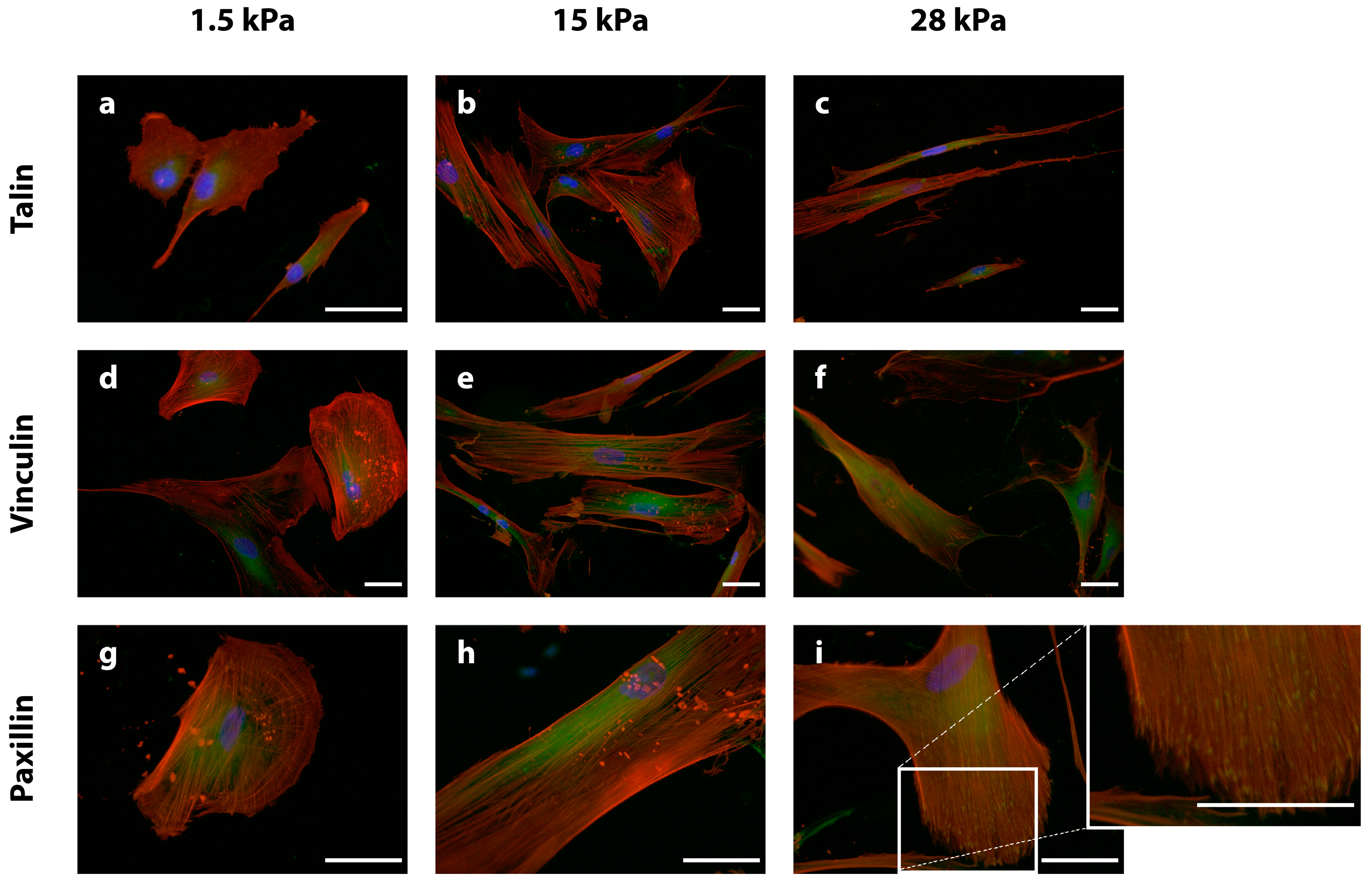 Bioengineering 10 00323 g004