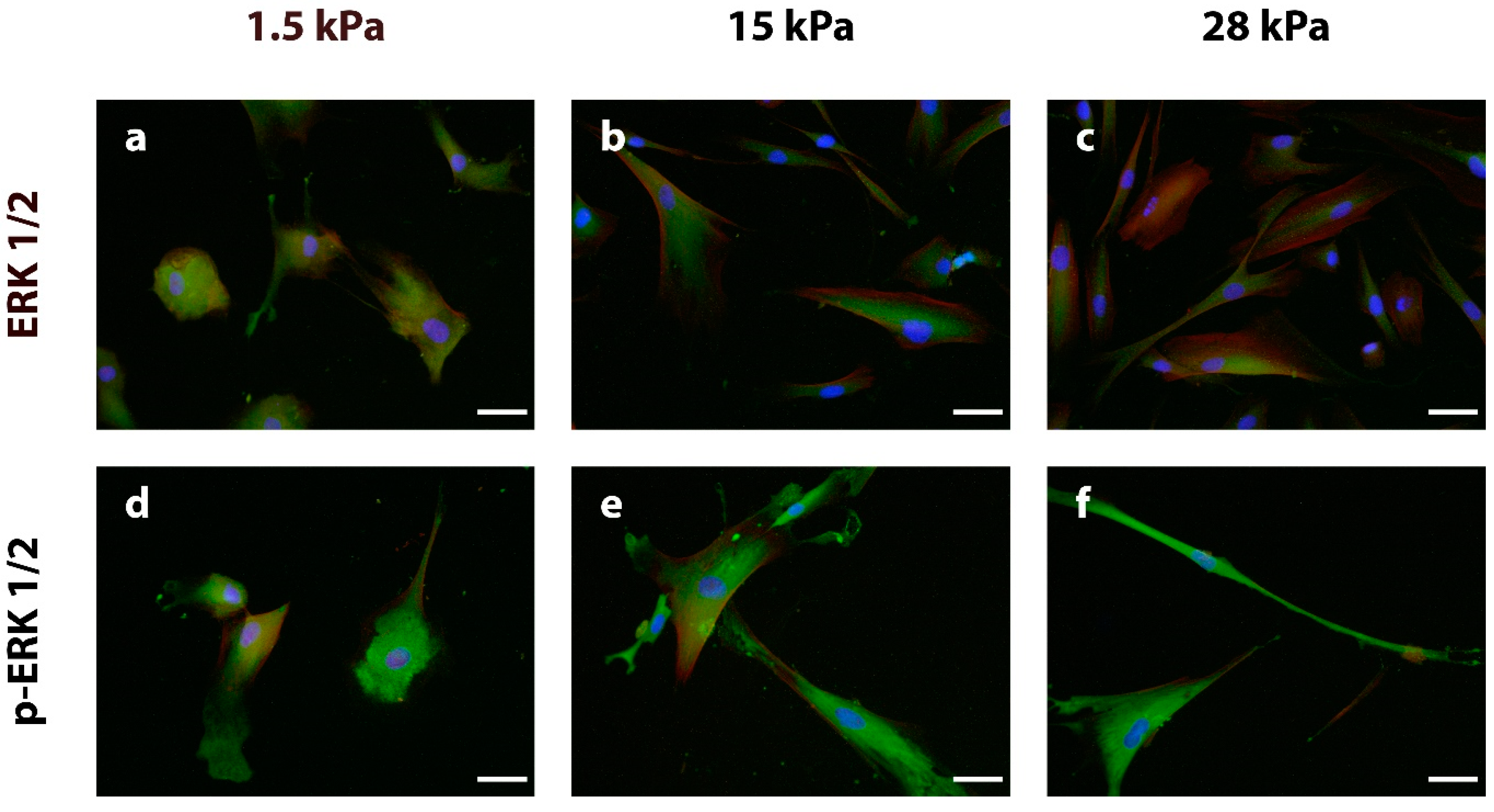 Bioengineering 10 00323 g005