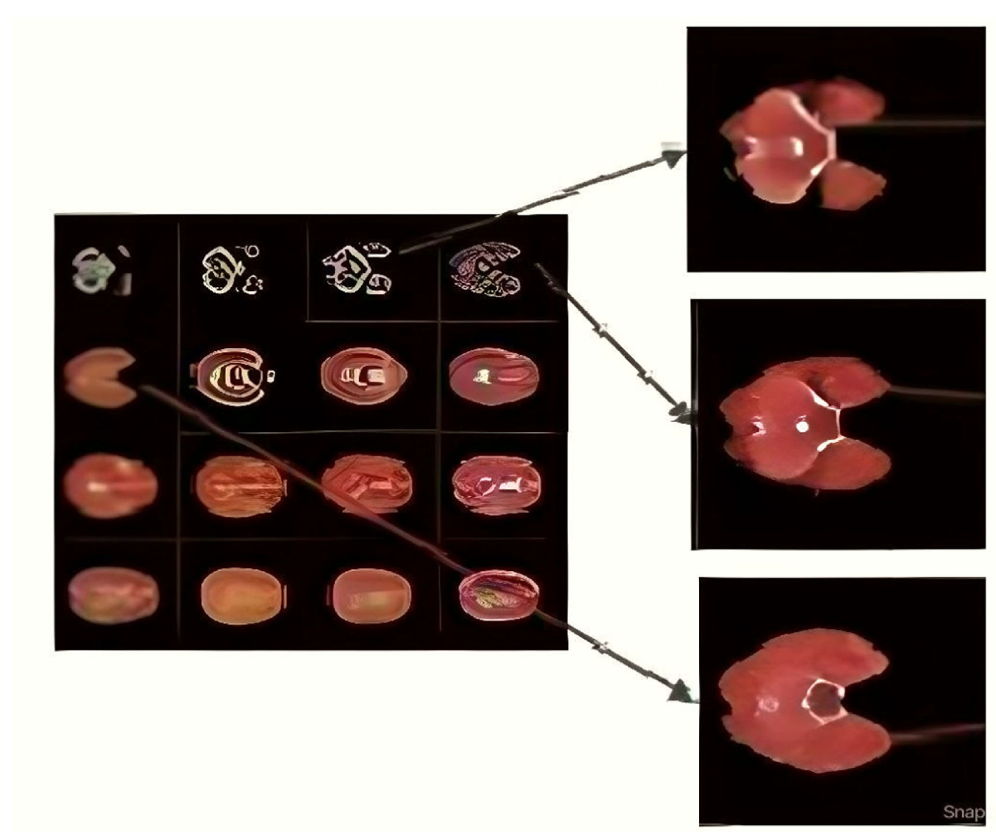 Bioengineering 10 00333 g008