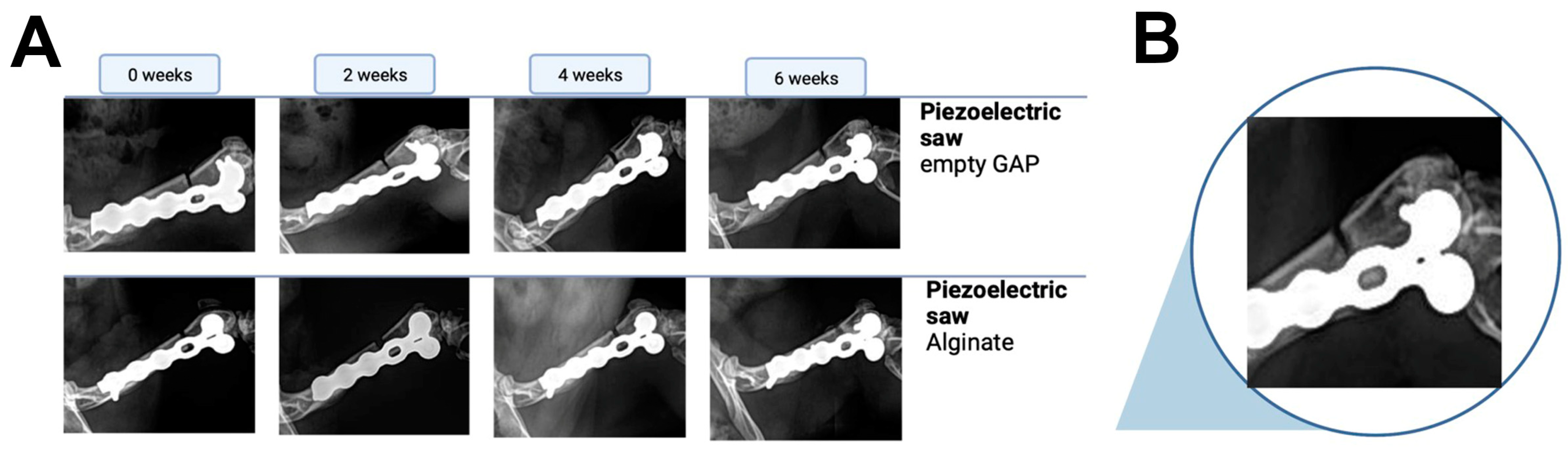 Bioengineering 10 00338 g004