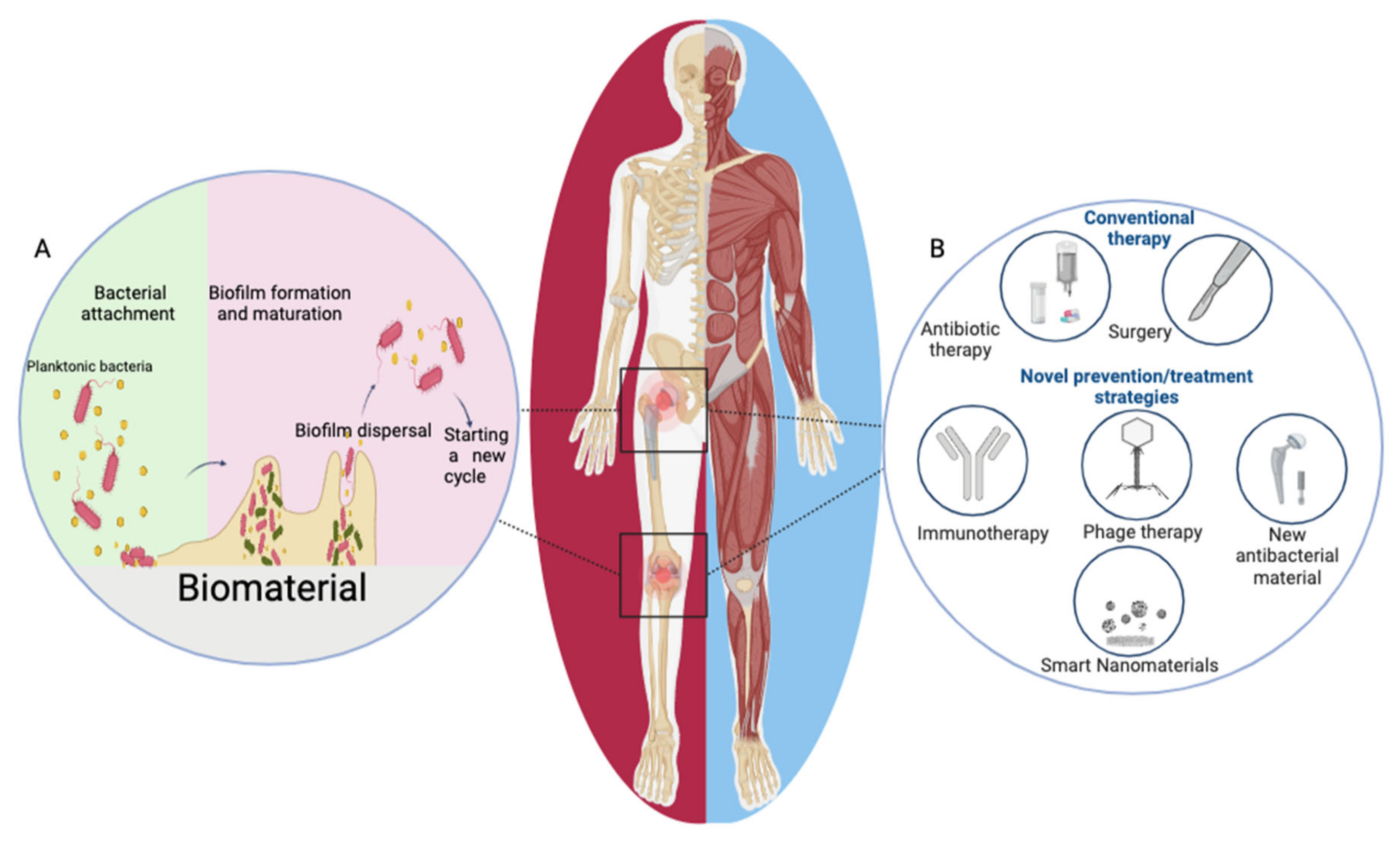 Bioengineering 10 00356 g001