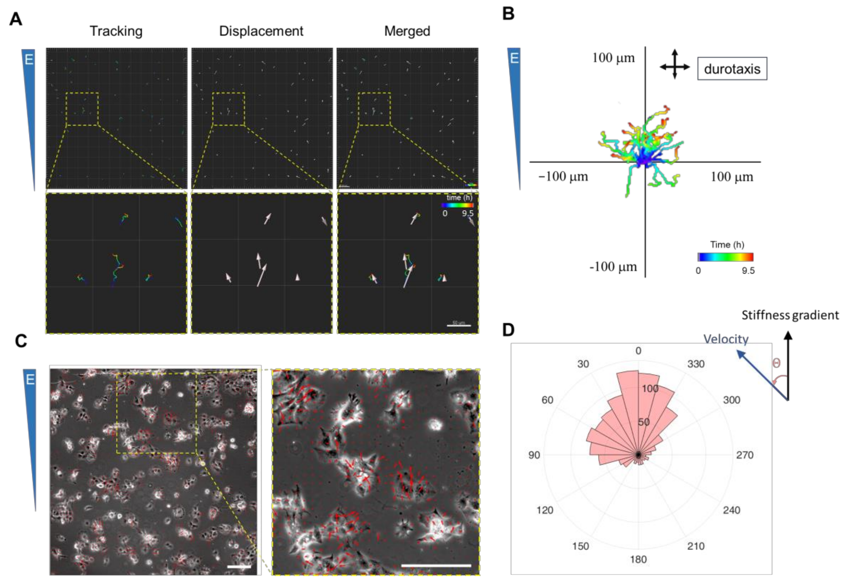 Bioengineering 10 00384 g004