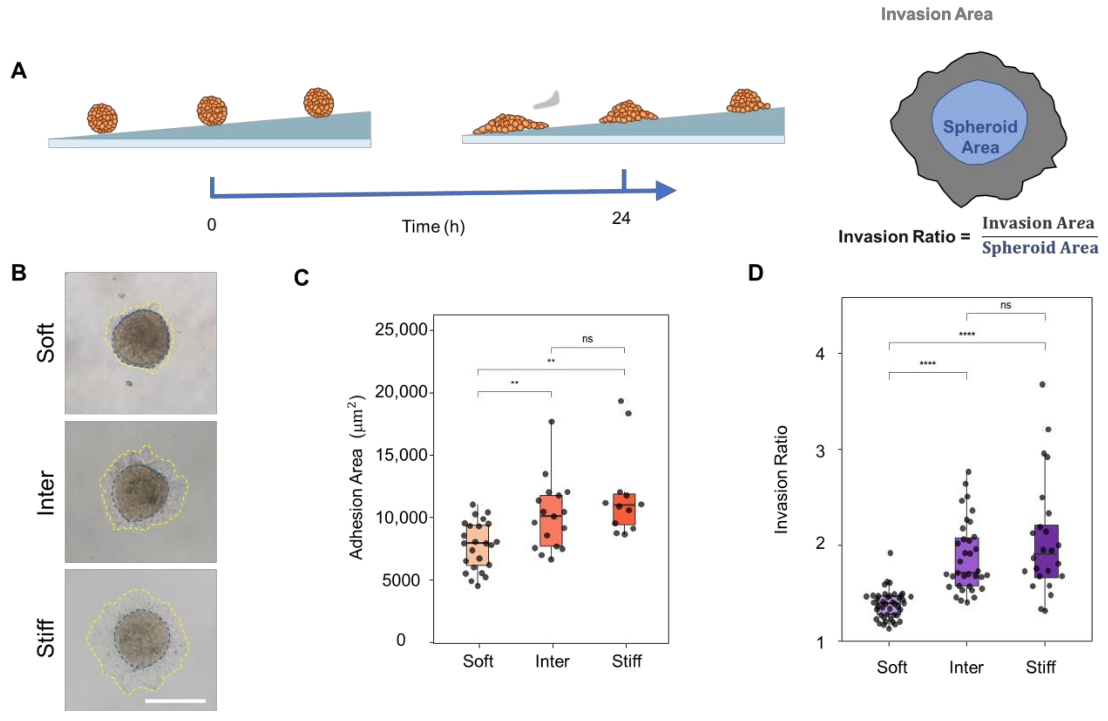 Bioengineering 10 00384 g005