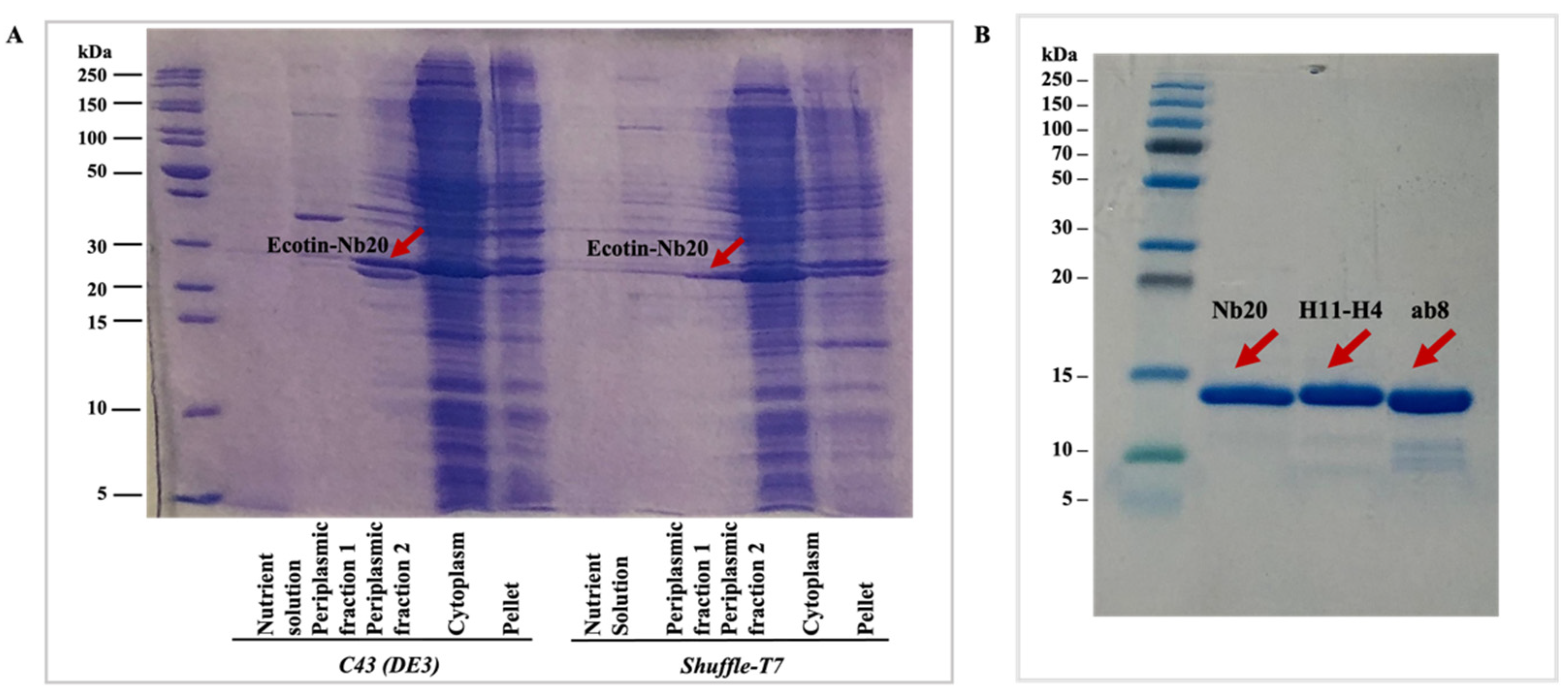 Bioengineering 10 00389 g002