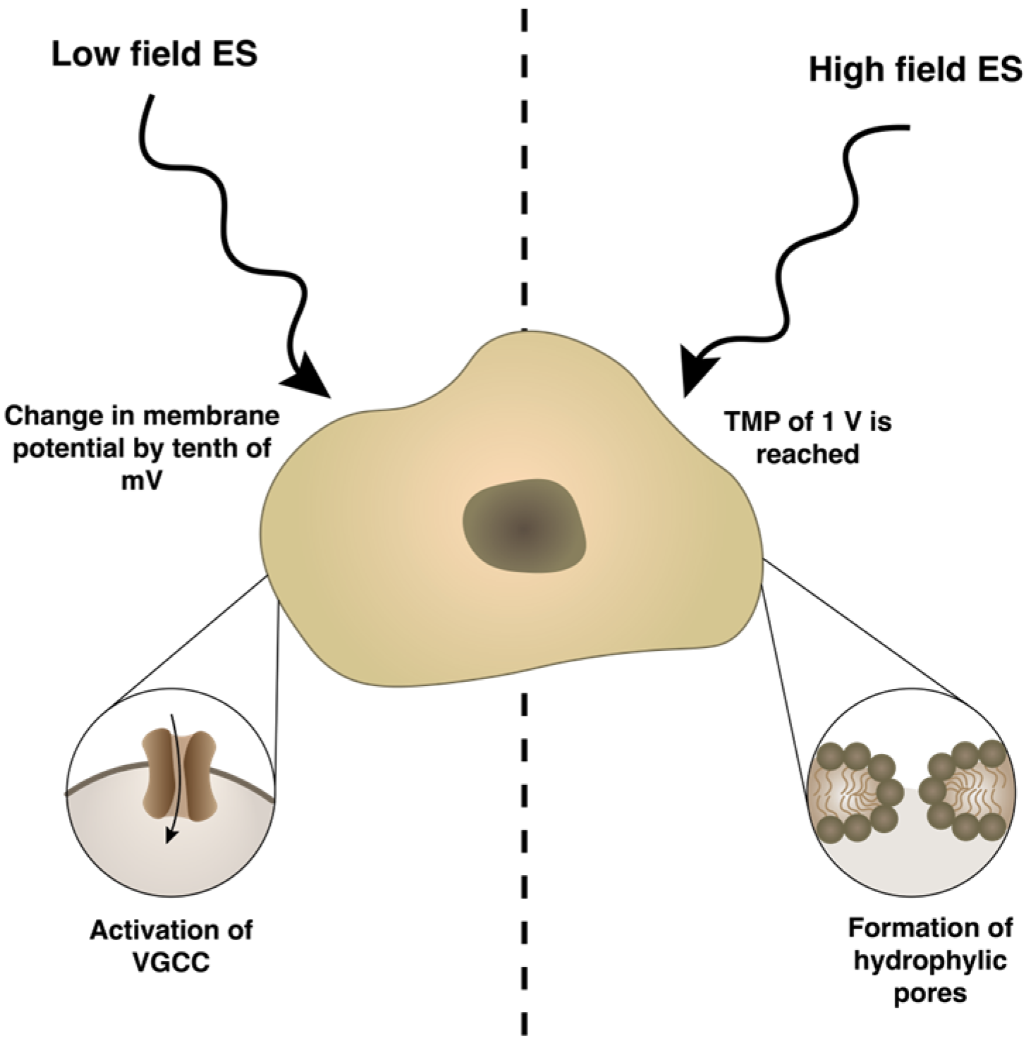 Bioengineering 10 00454 g001