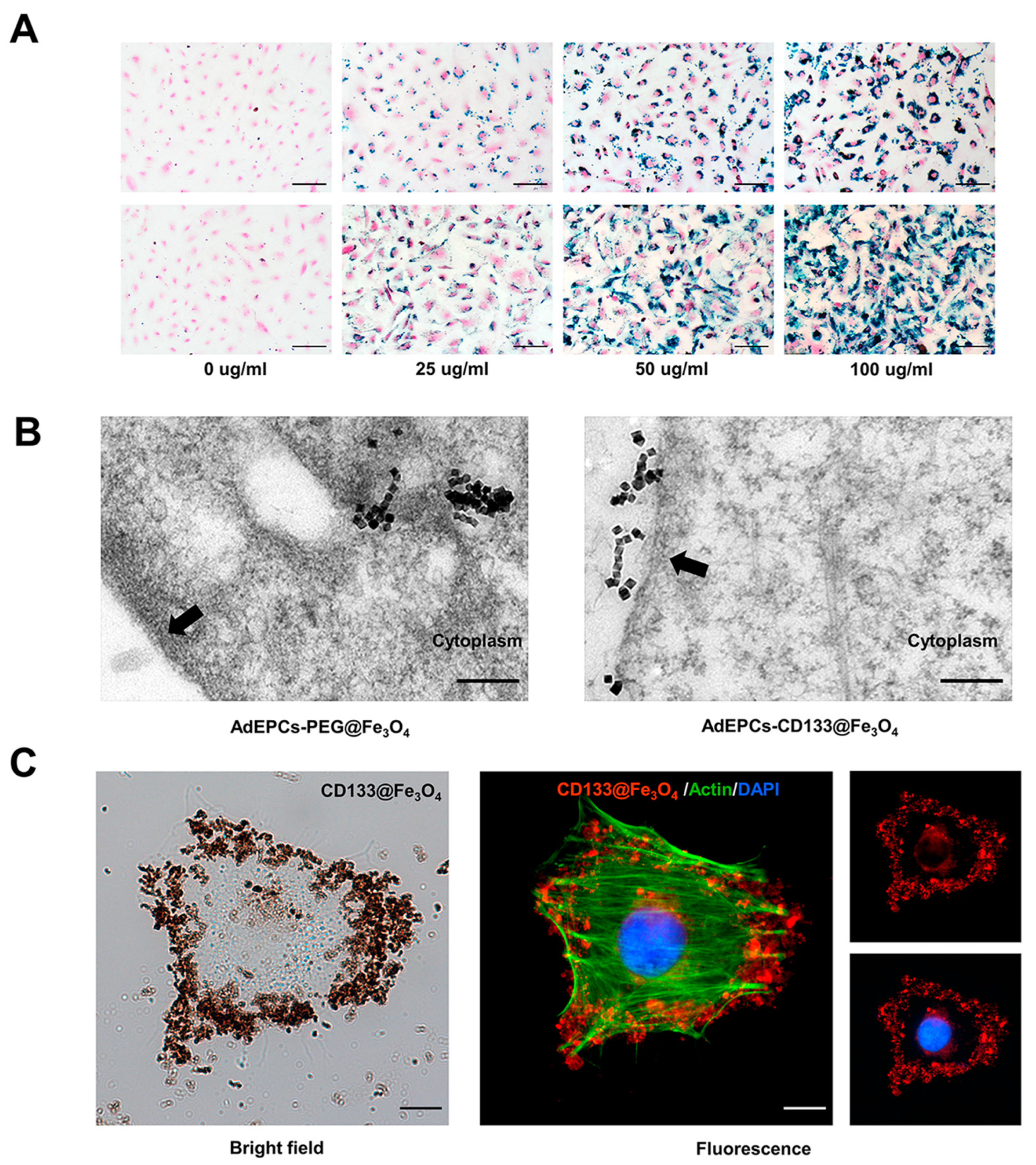 Bioengineering 10 00509 g004