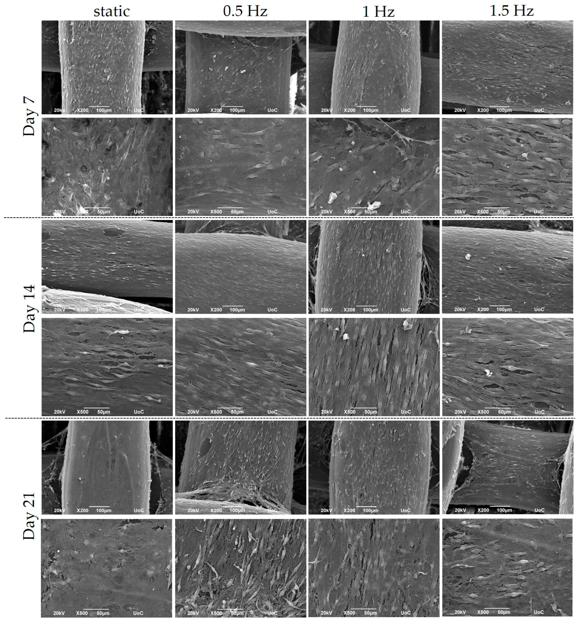 Bioengineering 10 00532 g003