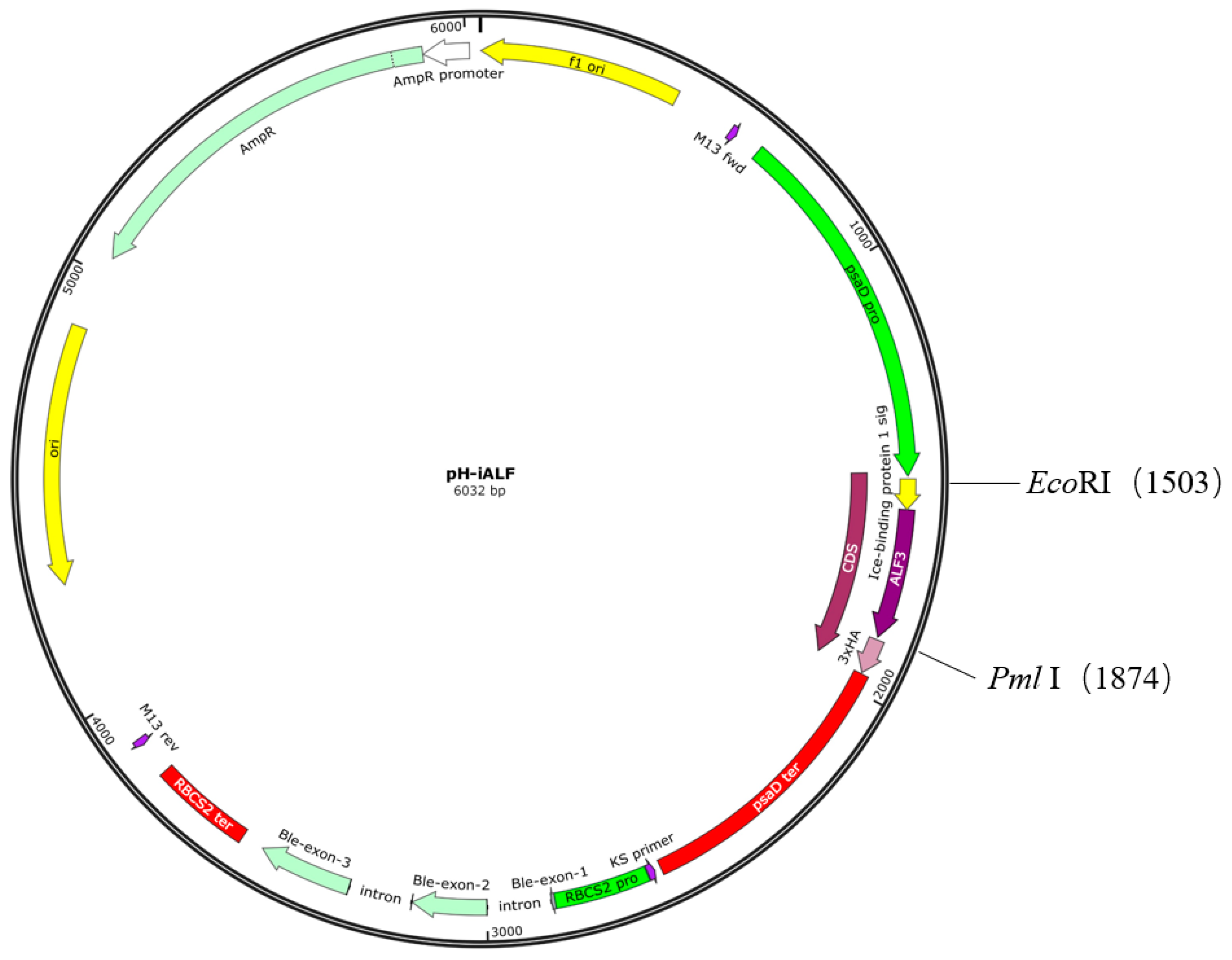 Bioengineering 10 00564 g001