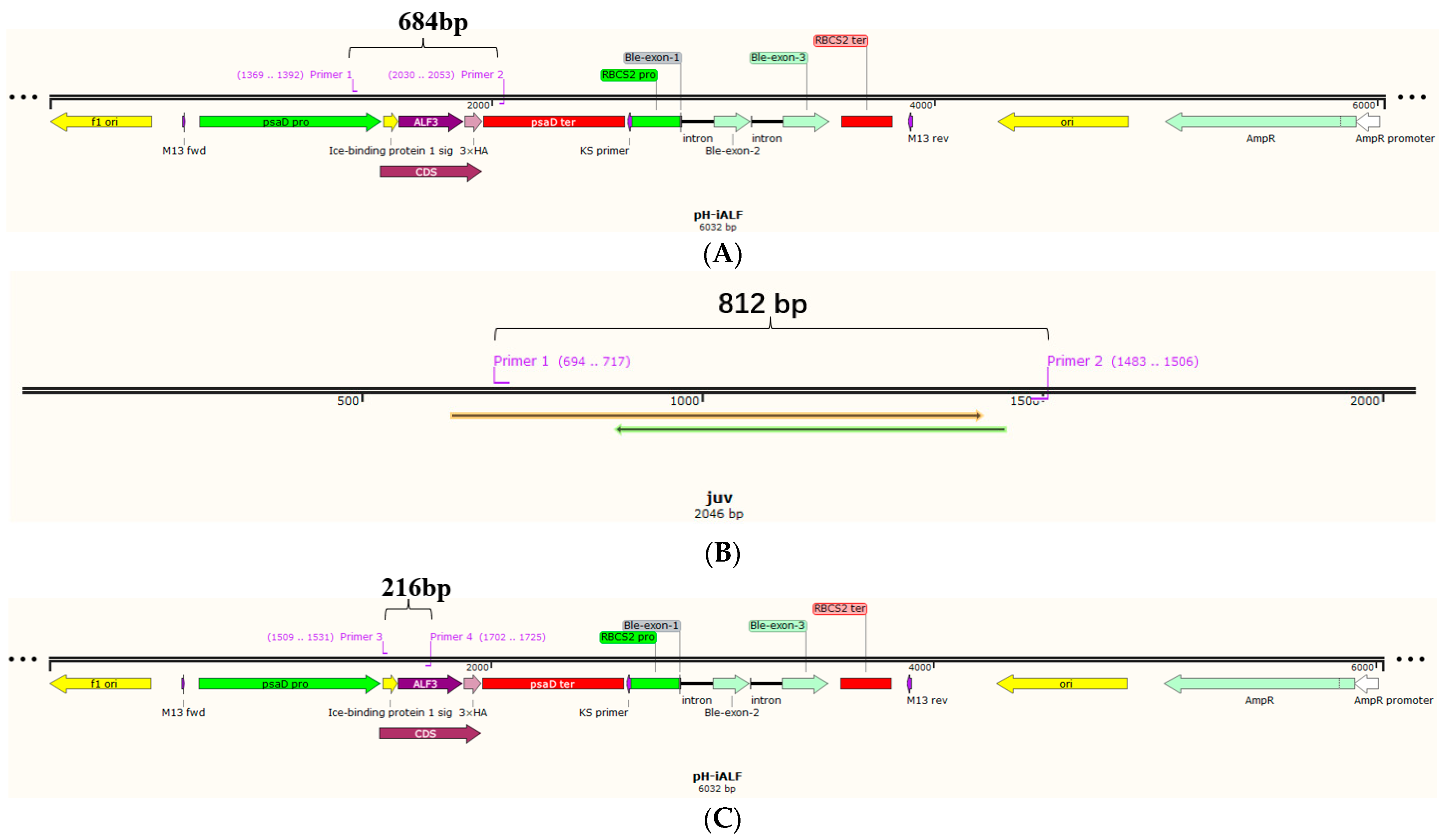 Bioengineering 10 00564 g002