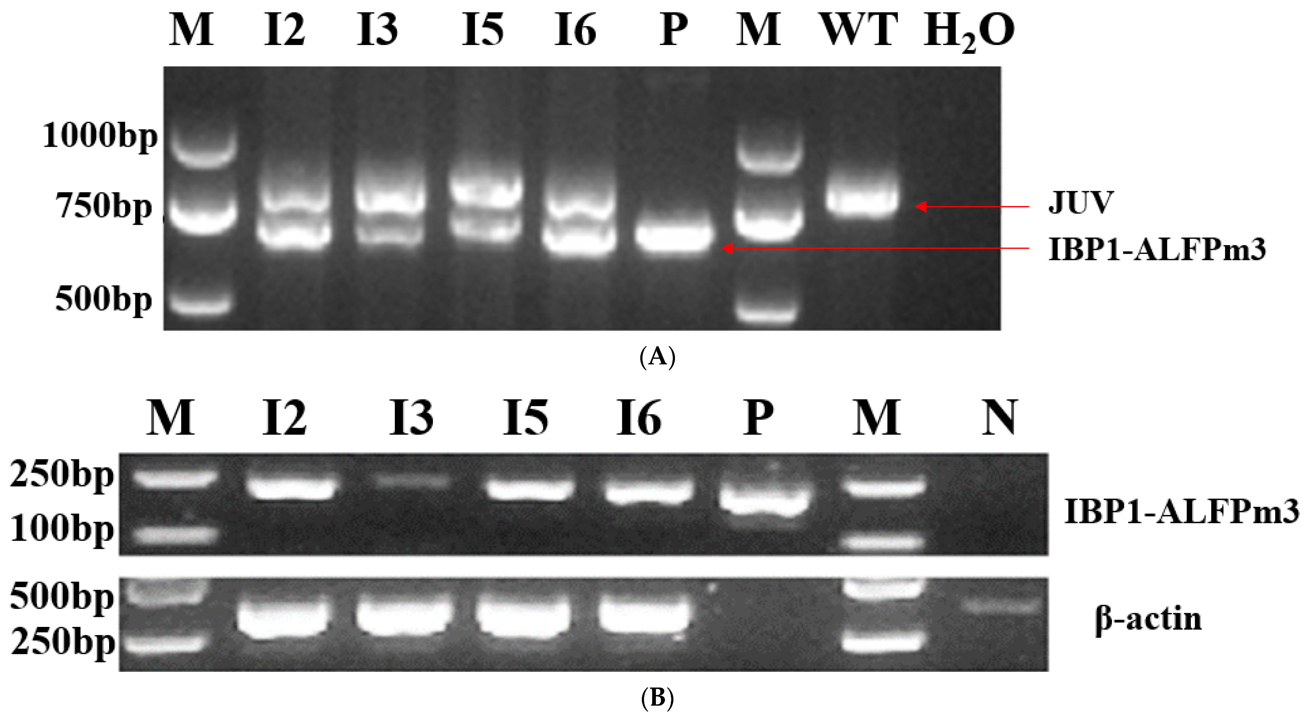 Bioengineering 10 00564 g003