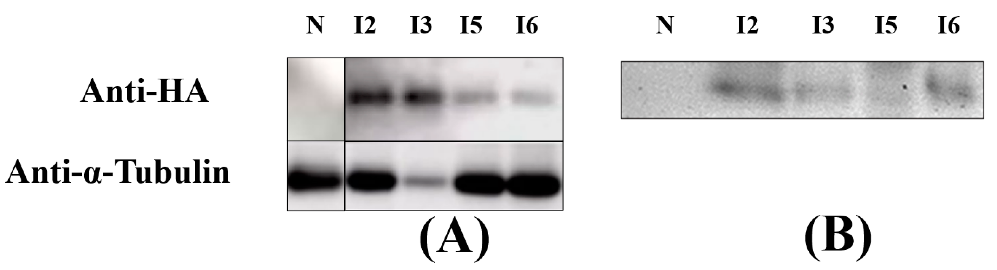 Bioengineering 10 00564 g004