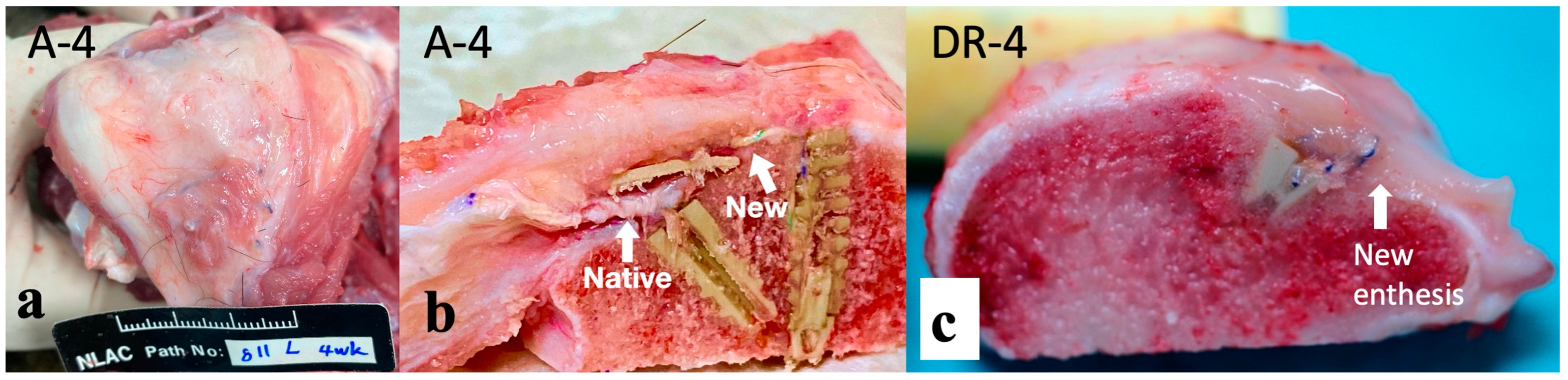 Bioengineering 10 00565 g005