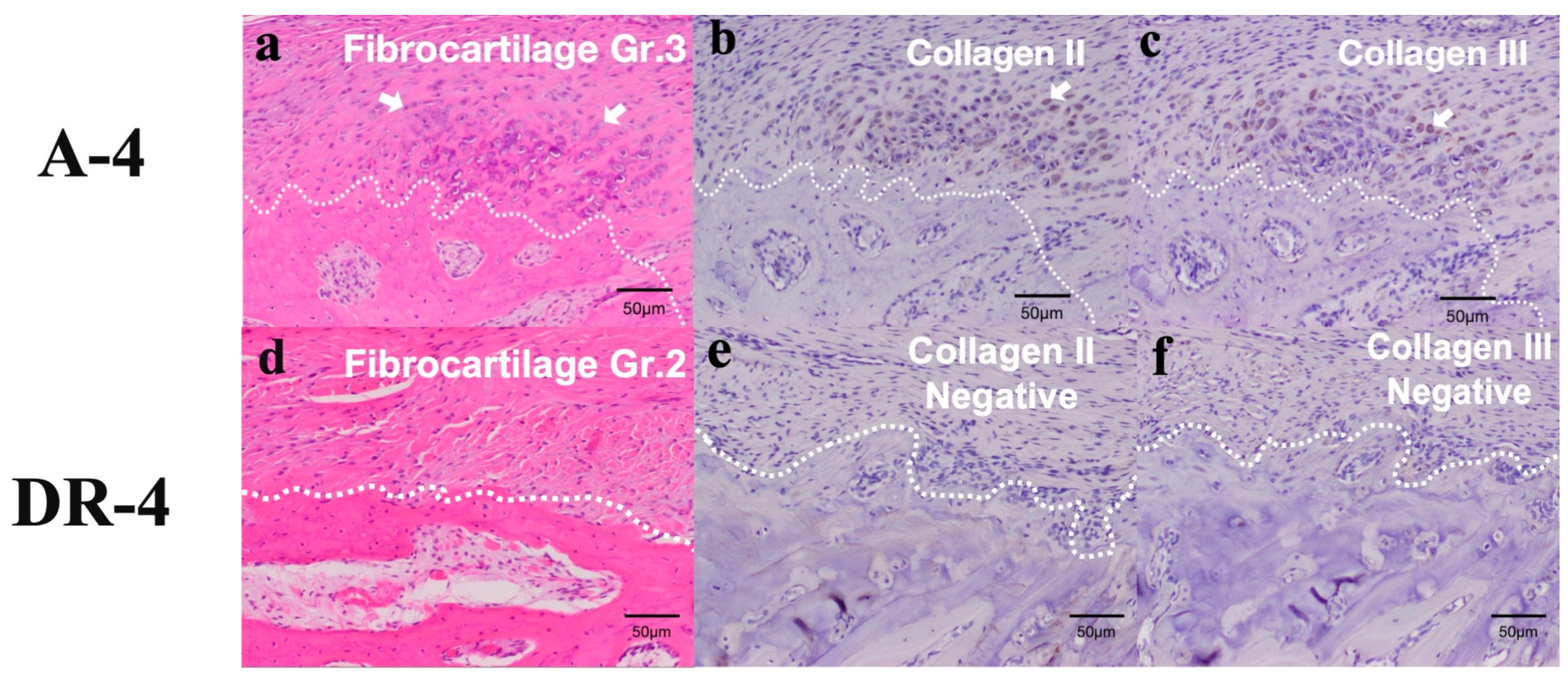 Bioengineering 10 00565 g009