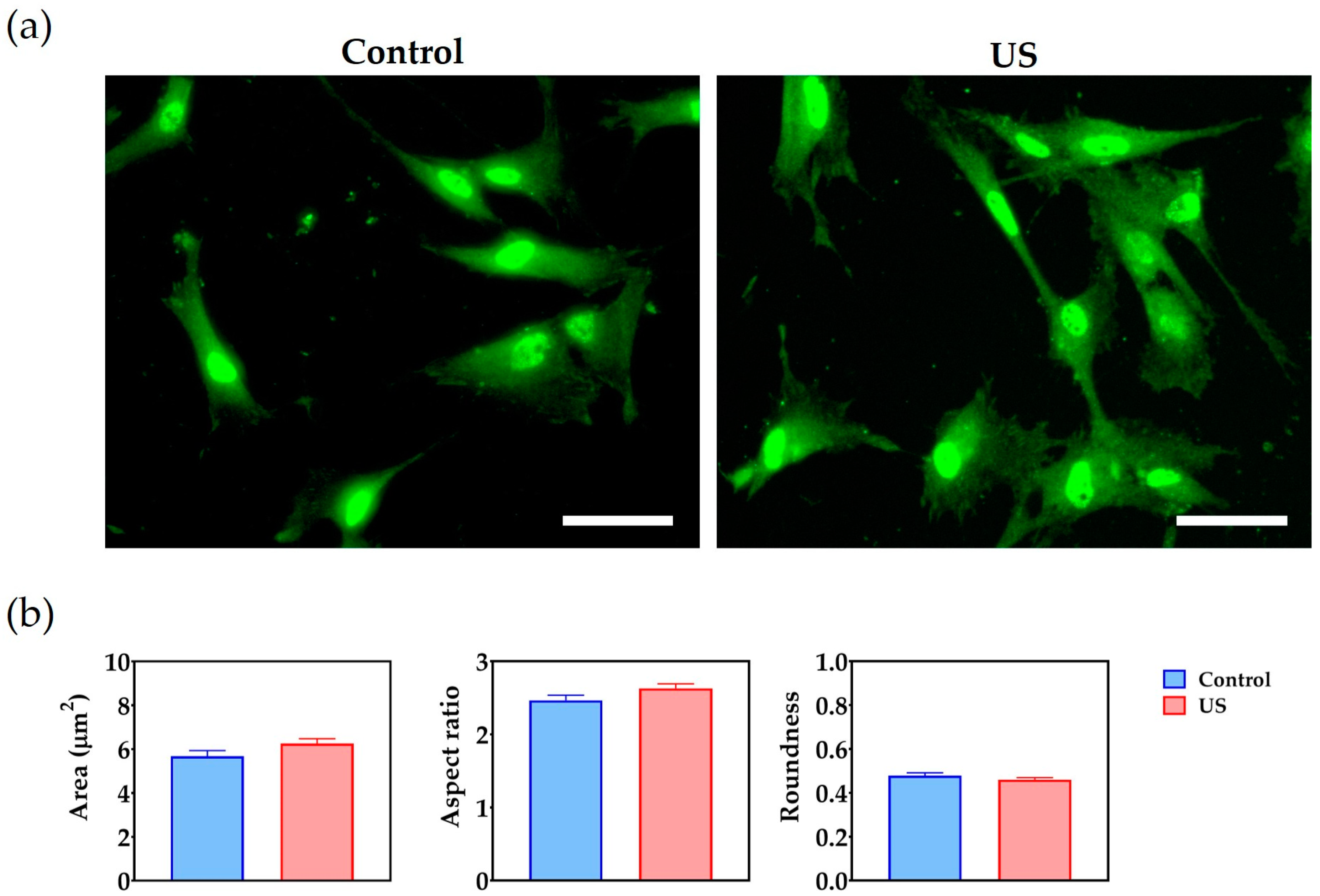 Bioengineering 10 00566 g004
