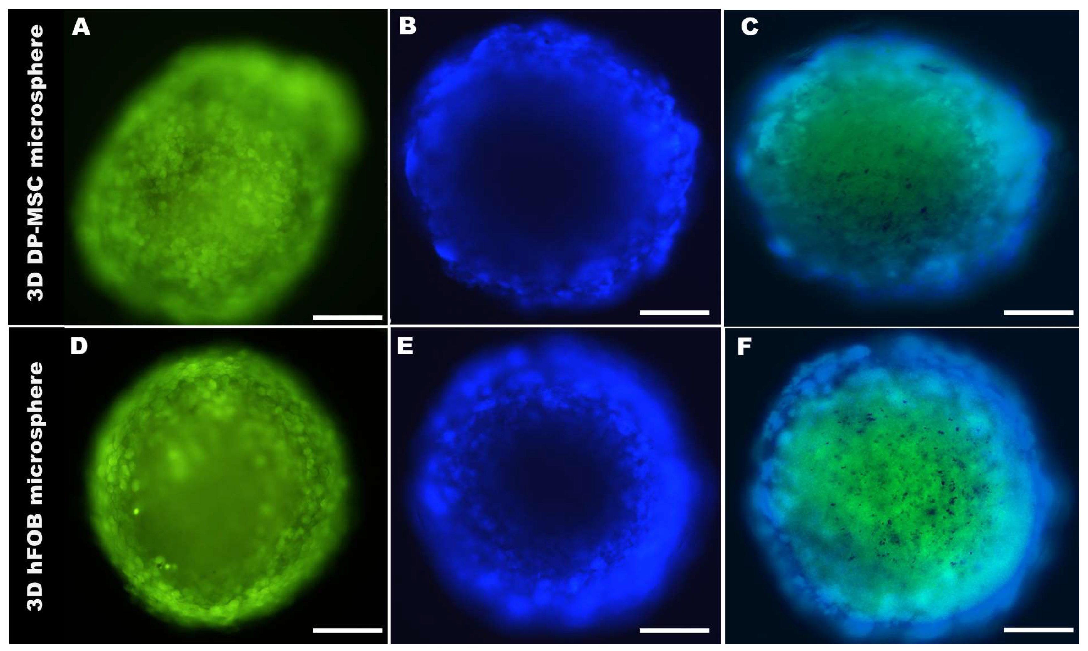 Bioengineering 10 00571 g002