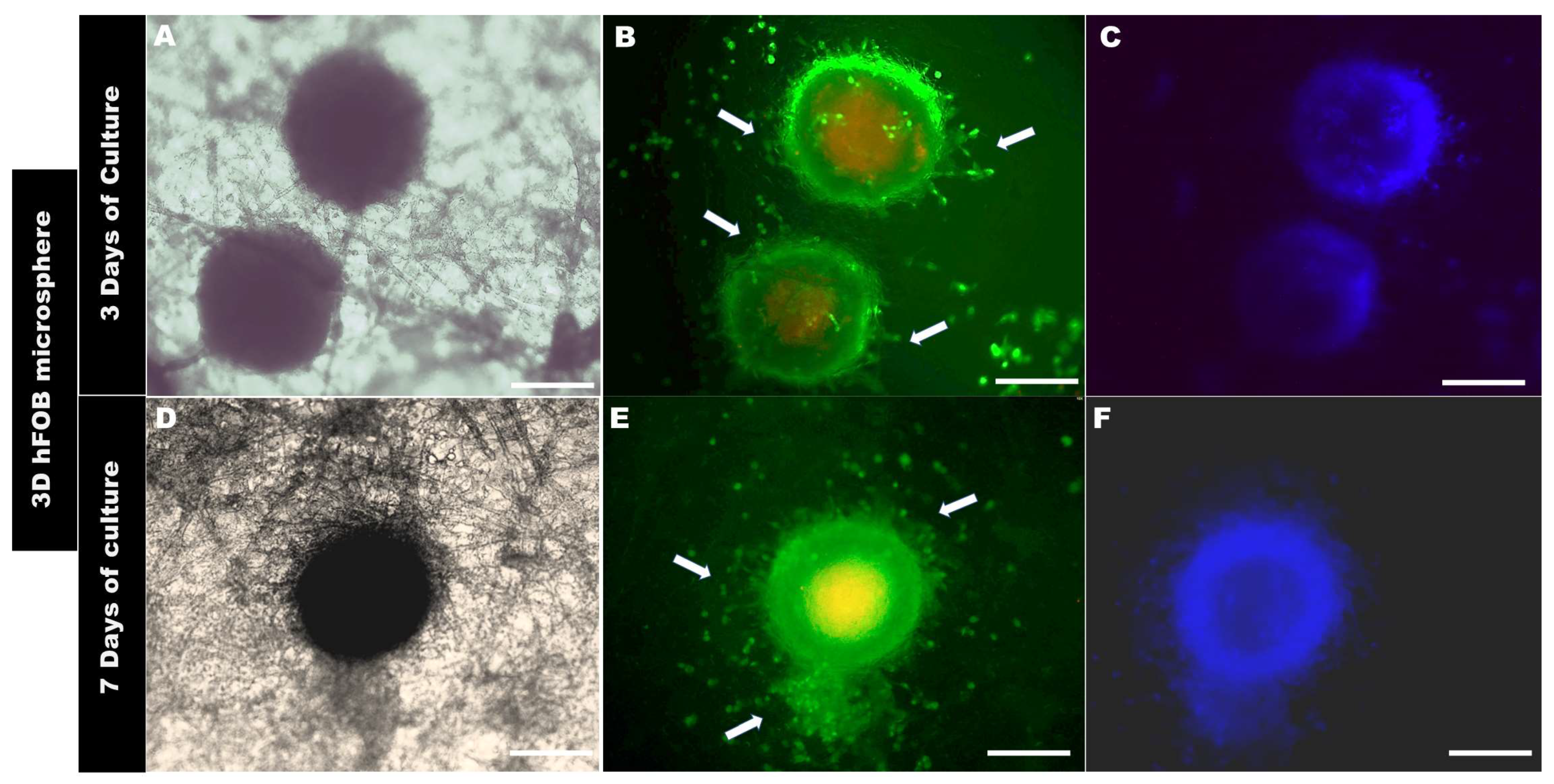 Bioengineering 10 00571 g006
