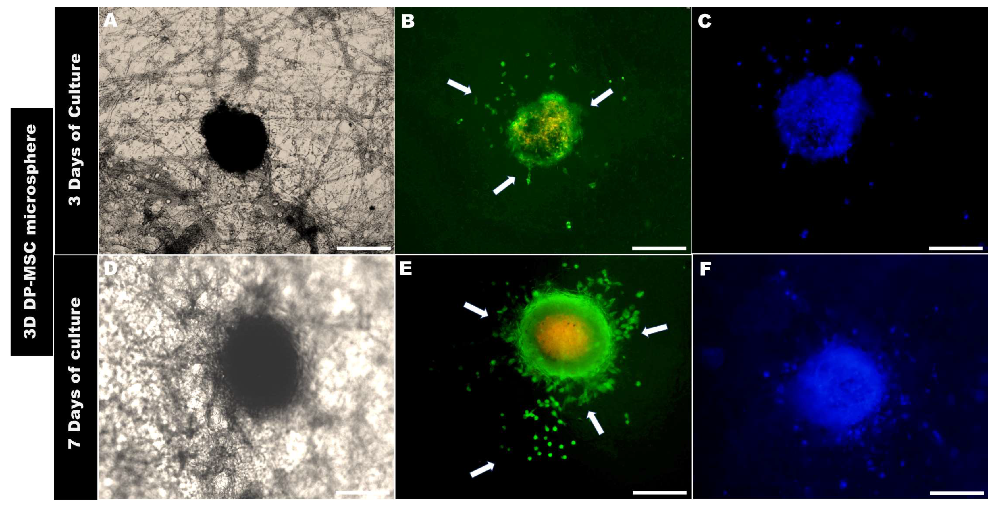 Bioengineering 10 00571 g007