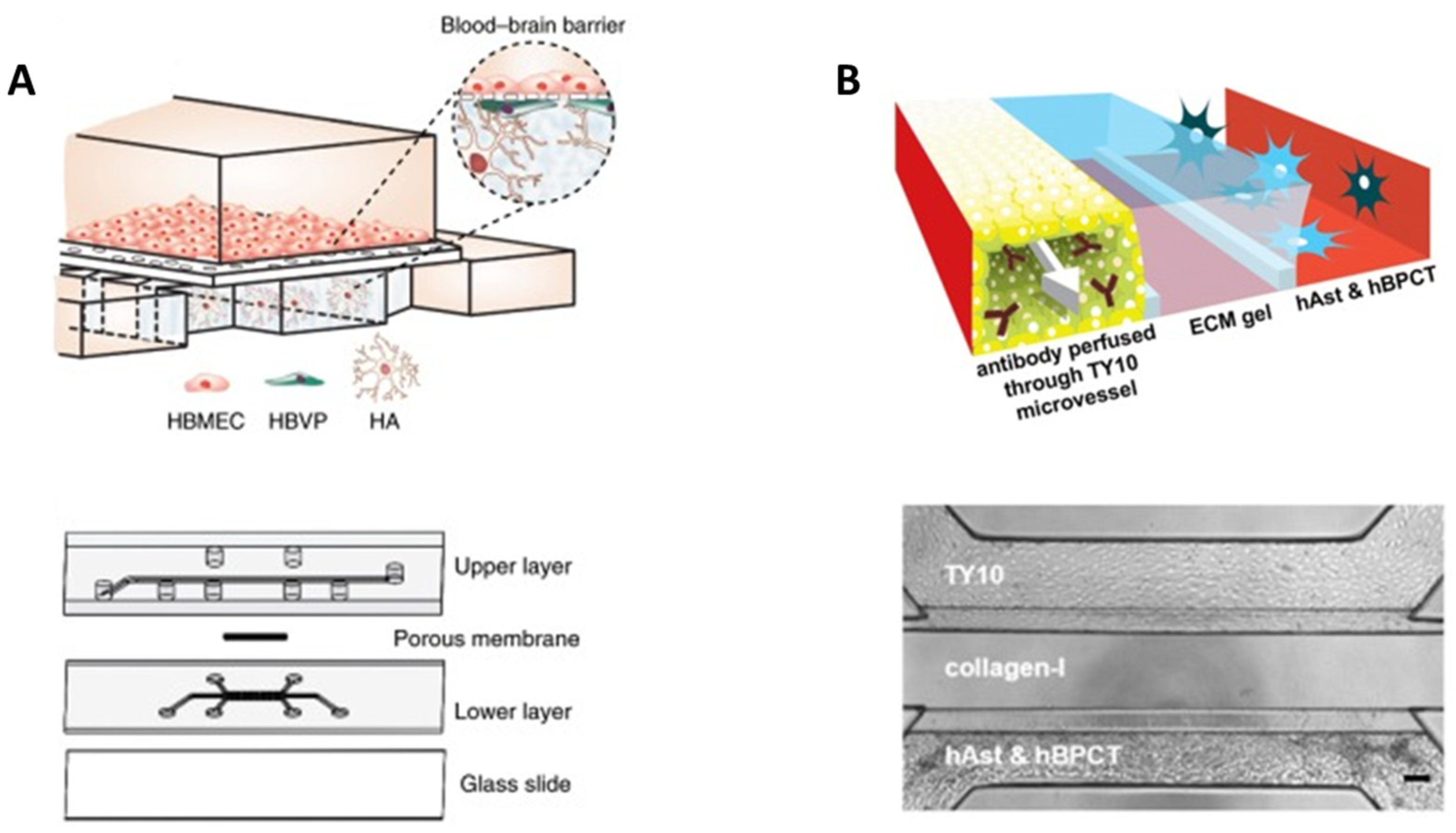 Bioengineering 10 00572 g005