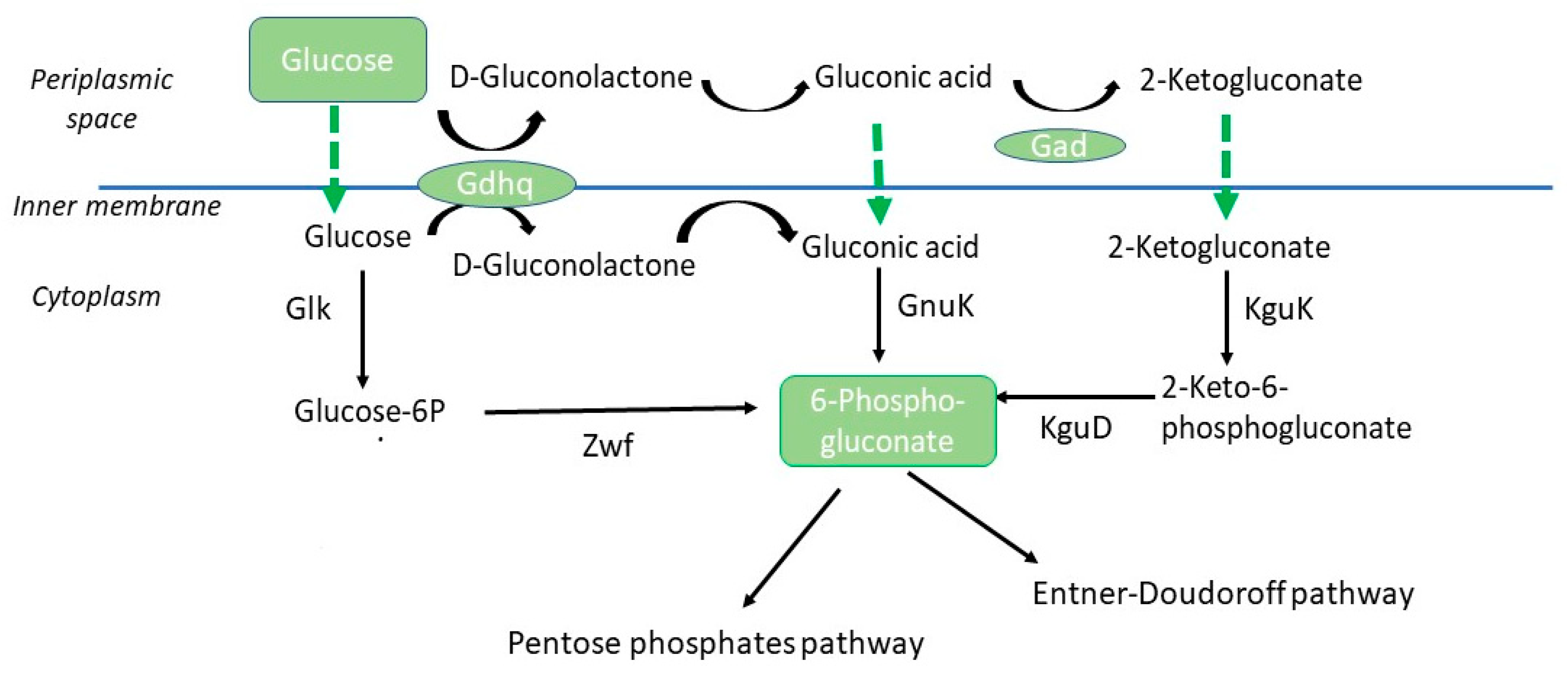 Bioengineering 10 00643 g004