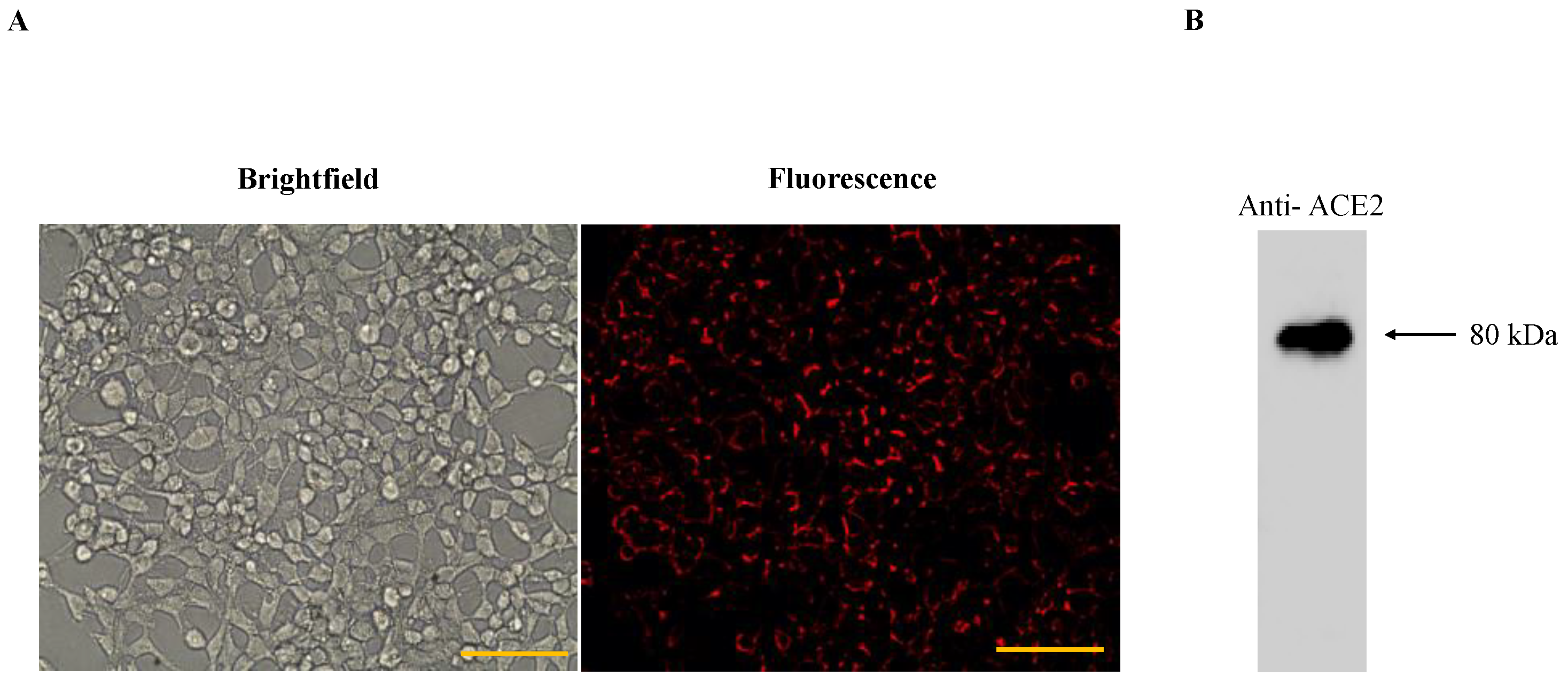 Bioengineering 10 00652 g004