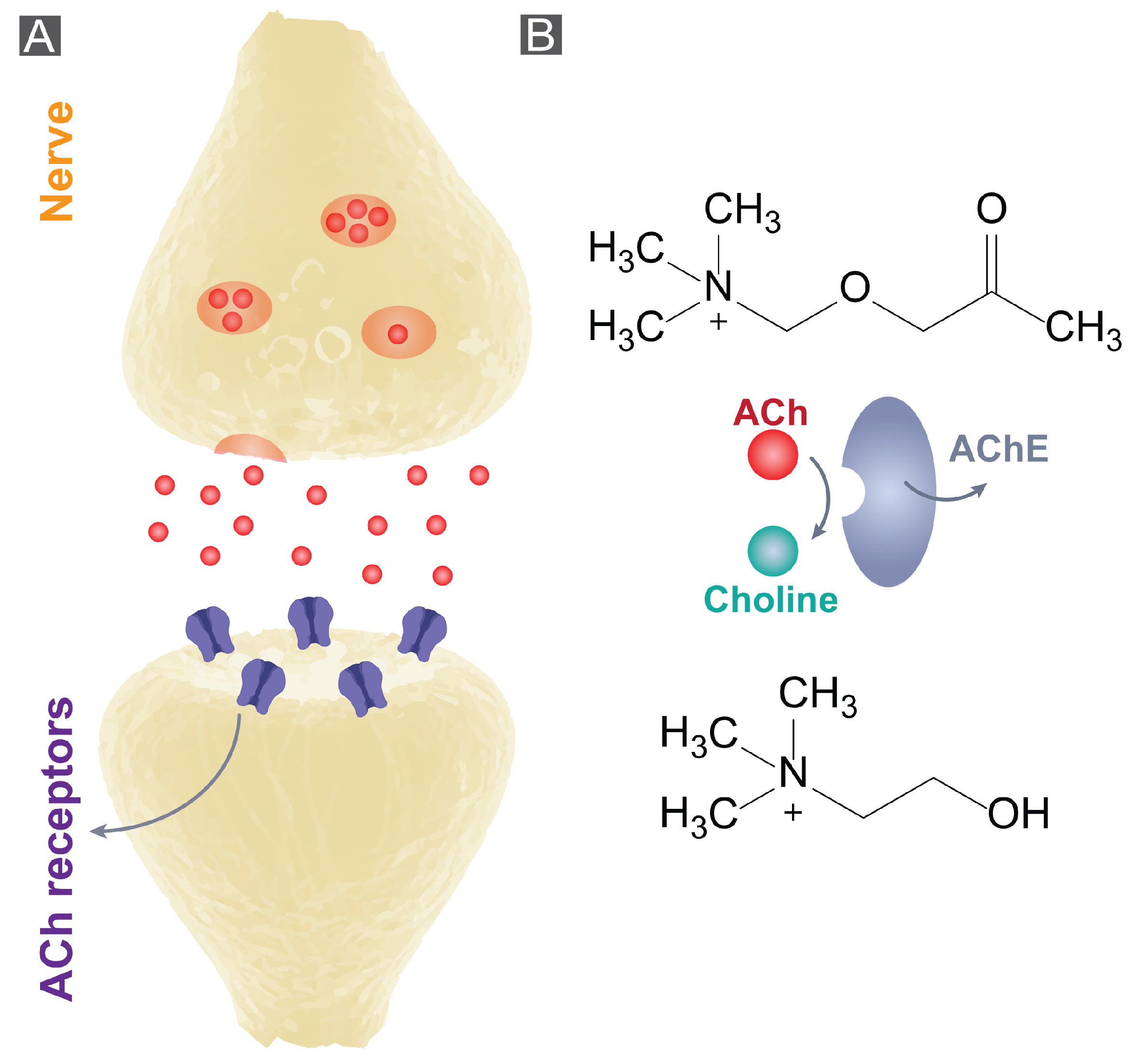 Bioengineering 10 00655 g001 Bioengineering 10 00655 g001