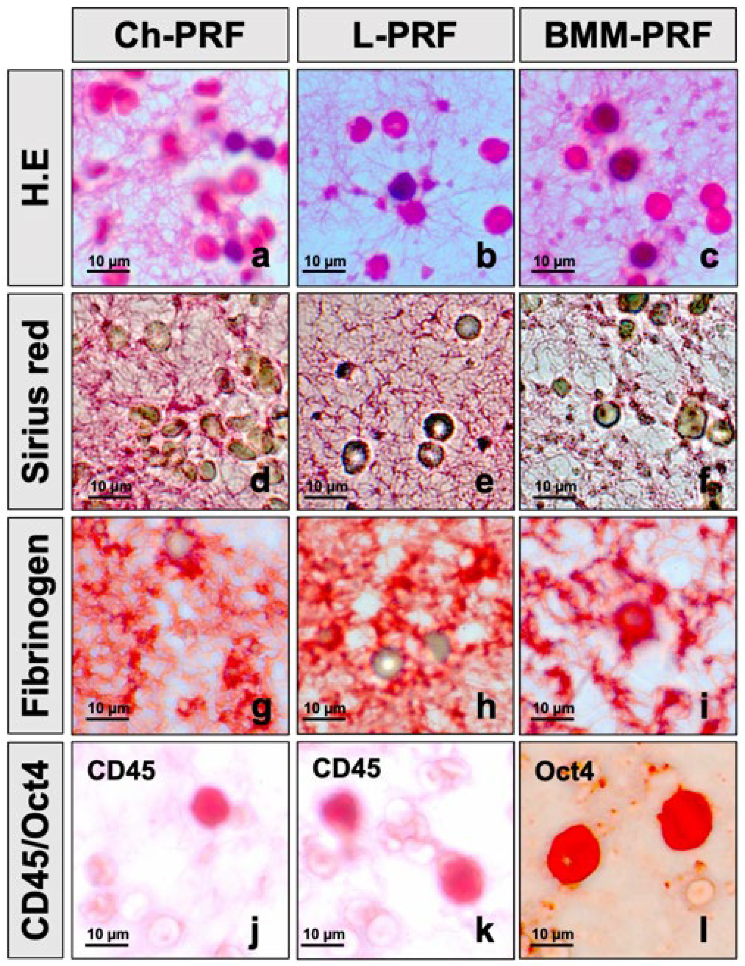 Bioengineering 10 00661 g001 Bioengineering 10 00661 g001