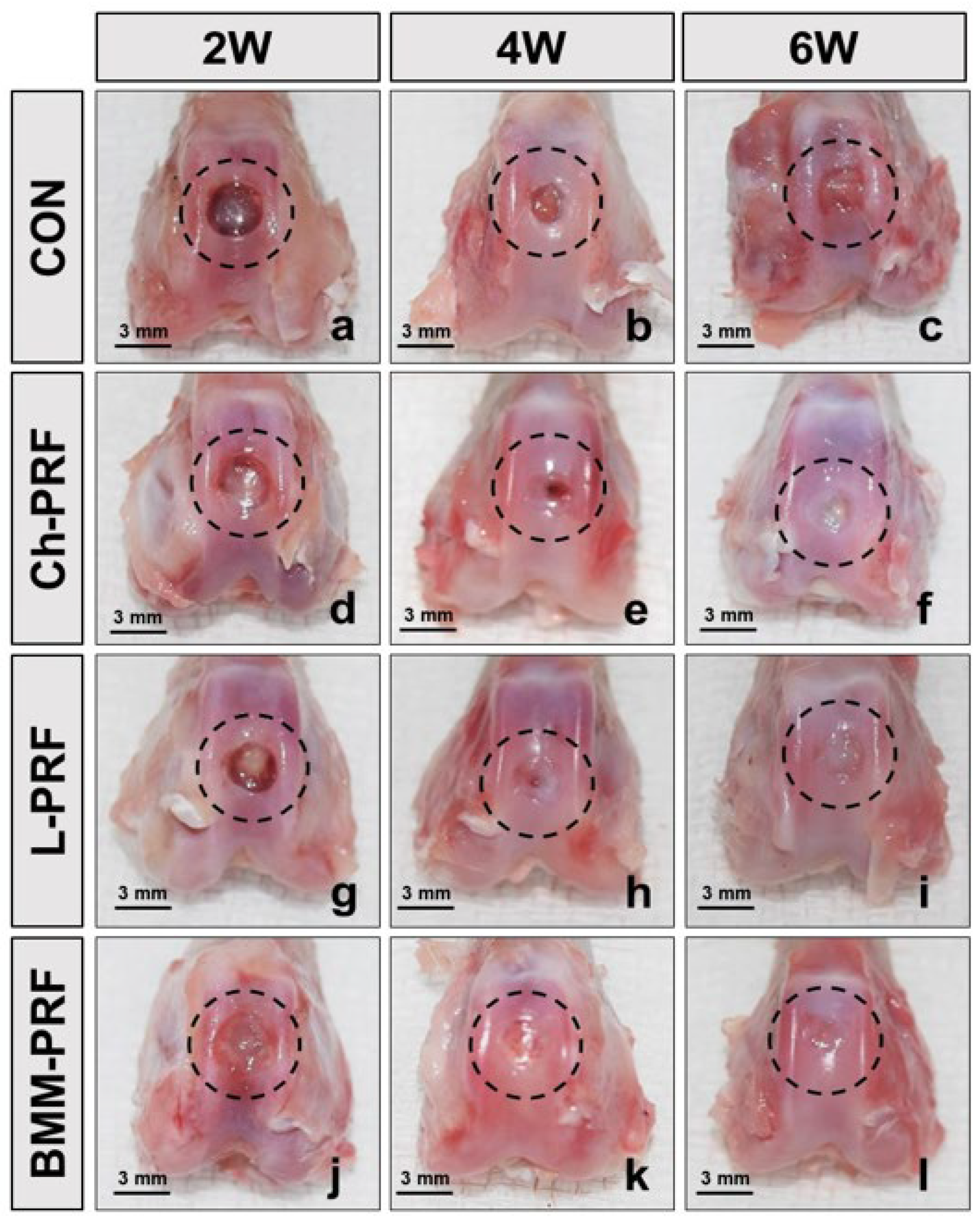 Bioengineering 10 00661 g003 Bioengineering 10 00661 g003