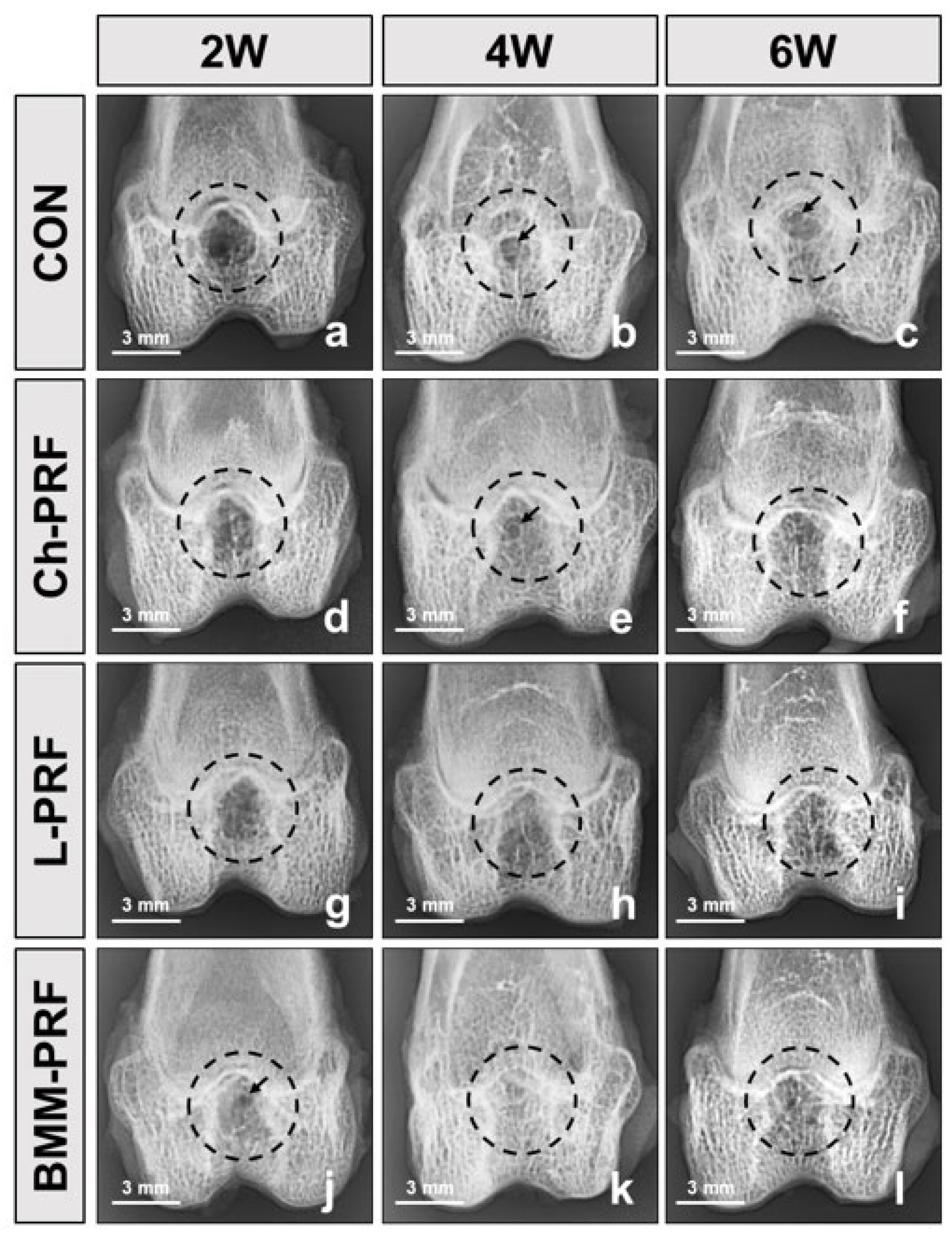 Bioengineering 10 00661 g005 Bioengineering 10 00661 g005