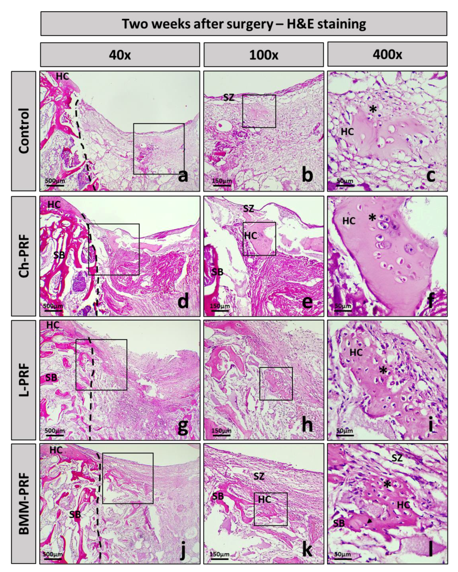 Bioengineering 10 00661 g006 Bioengineering 10 00661 g006