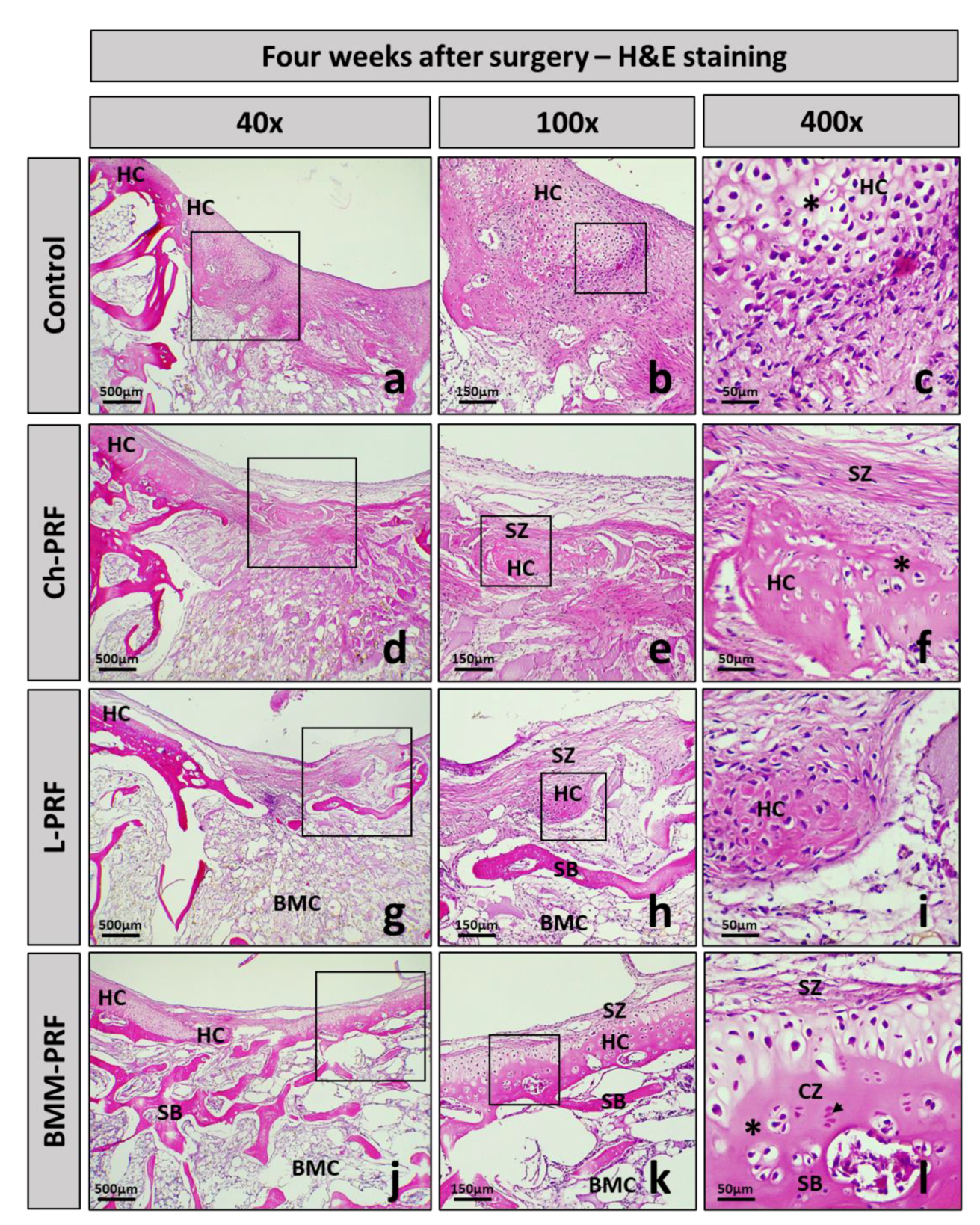 Bioengineering 10 00661 g007 Bioengineering 10 00661 g007