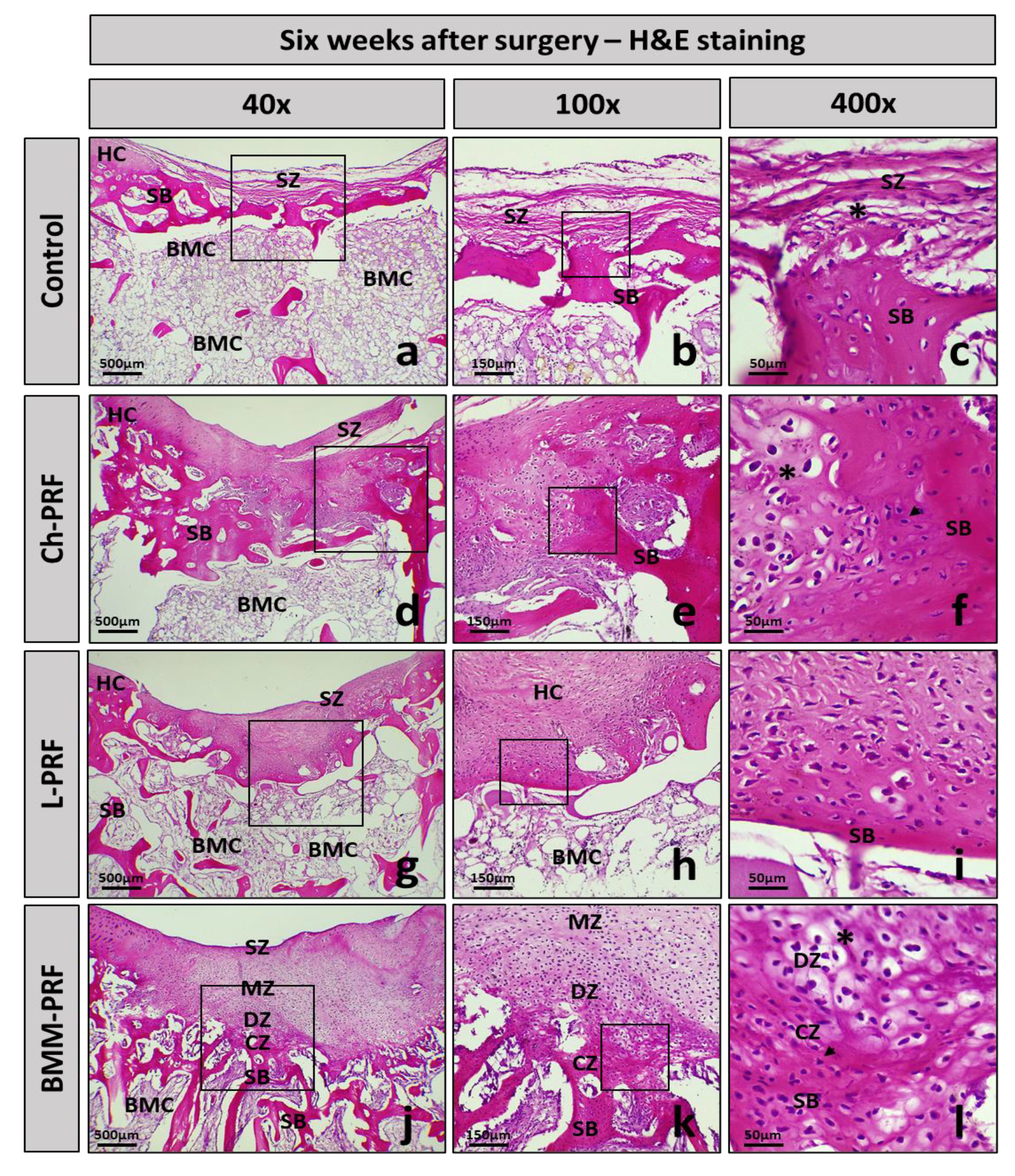 Bioengineering 10 00661 g008 Bioengineering 10 00661 g008