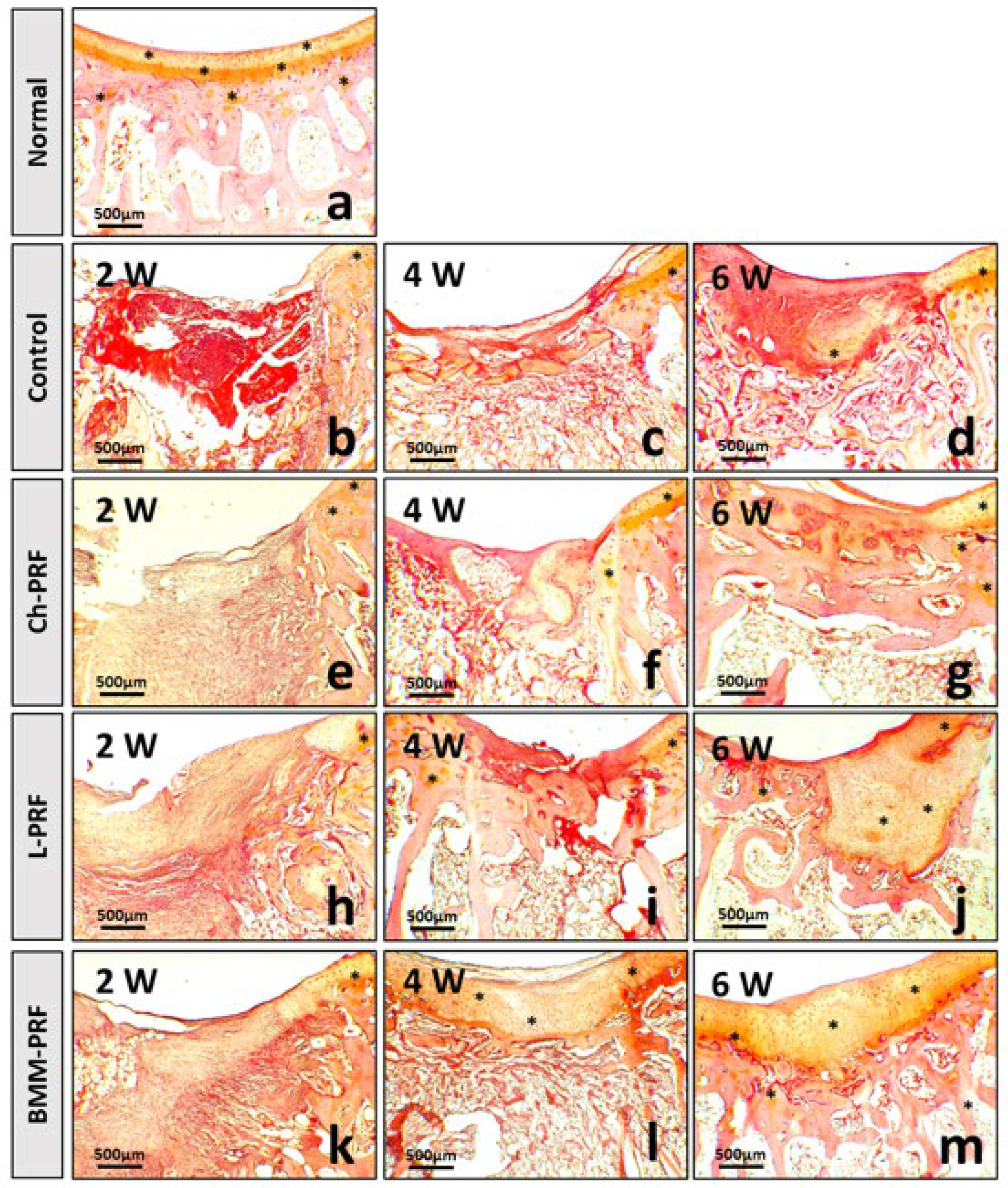 Bioengineering 10 00661 g009 Bioengineering 10 00661 g009