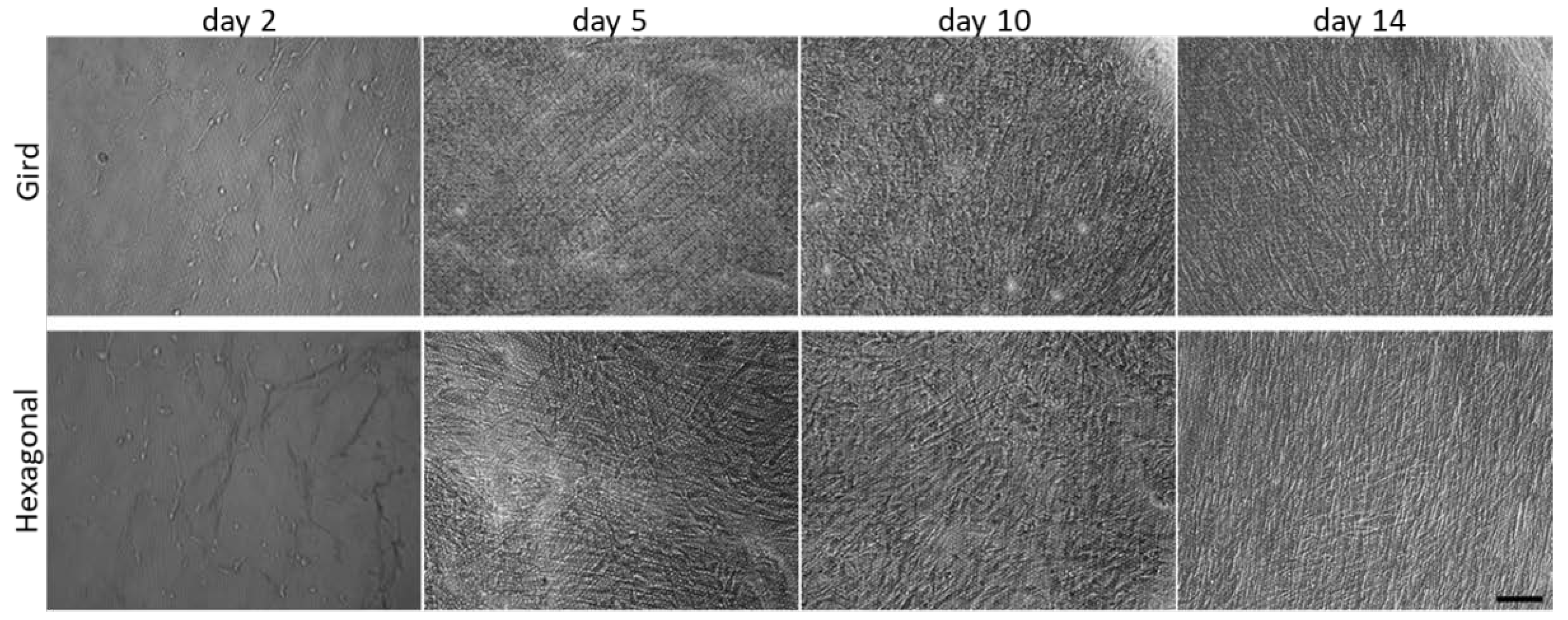 Bioengineering 10 00679 g004