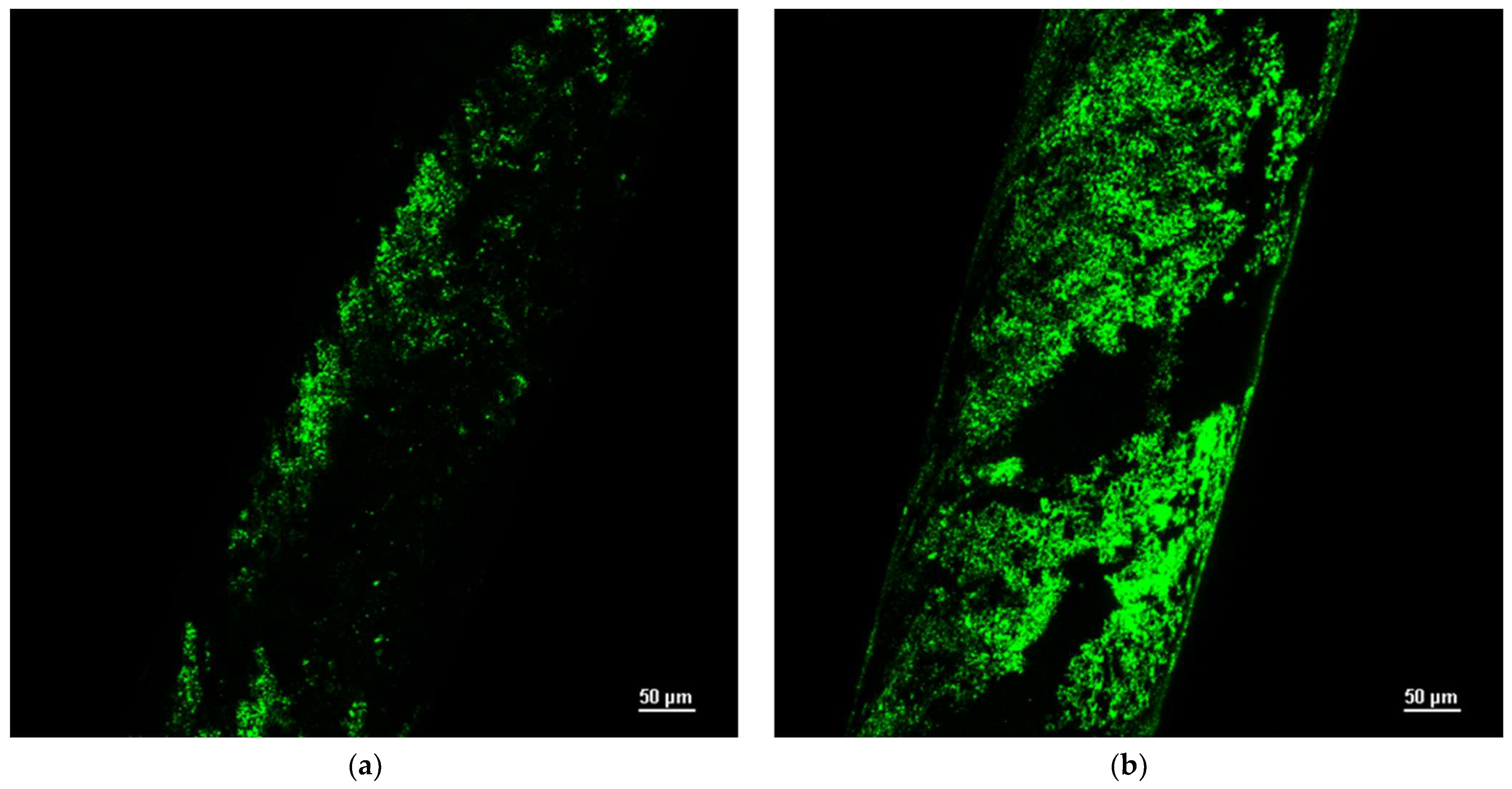 Bioengineering 10 00706 g002 Bioengineering 10 00706 g002