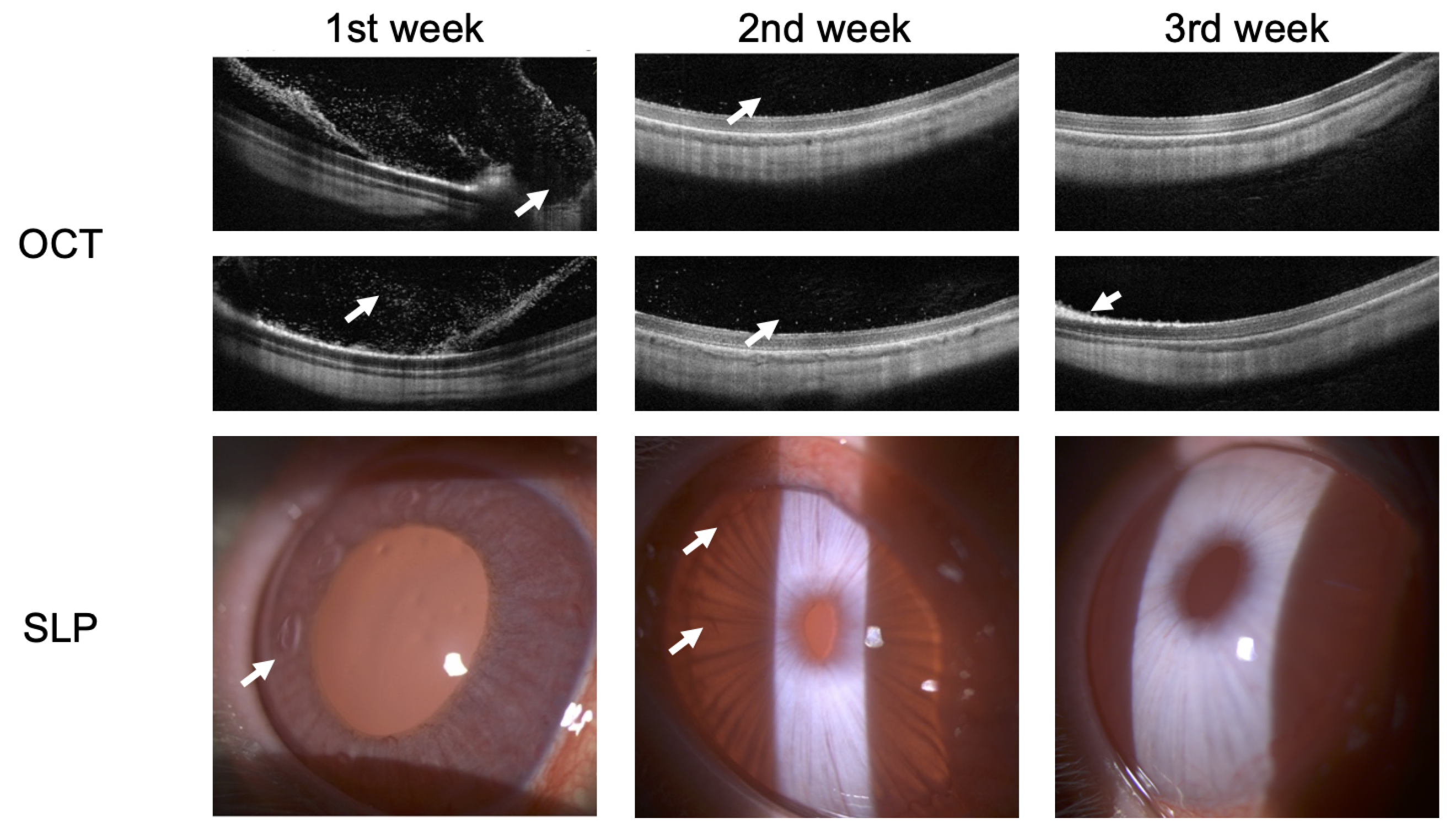 Bioengineering 10 00708 g008