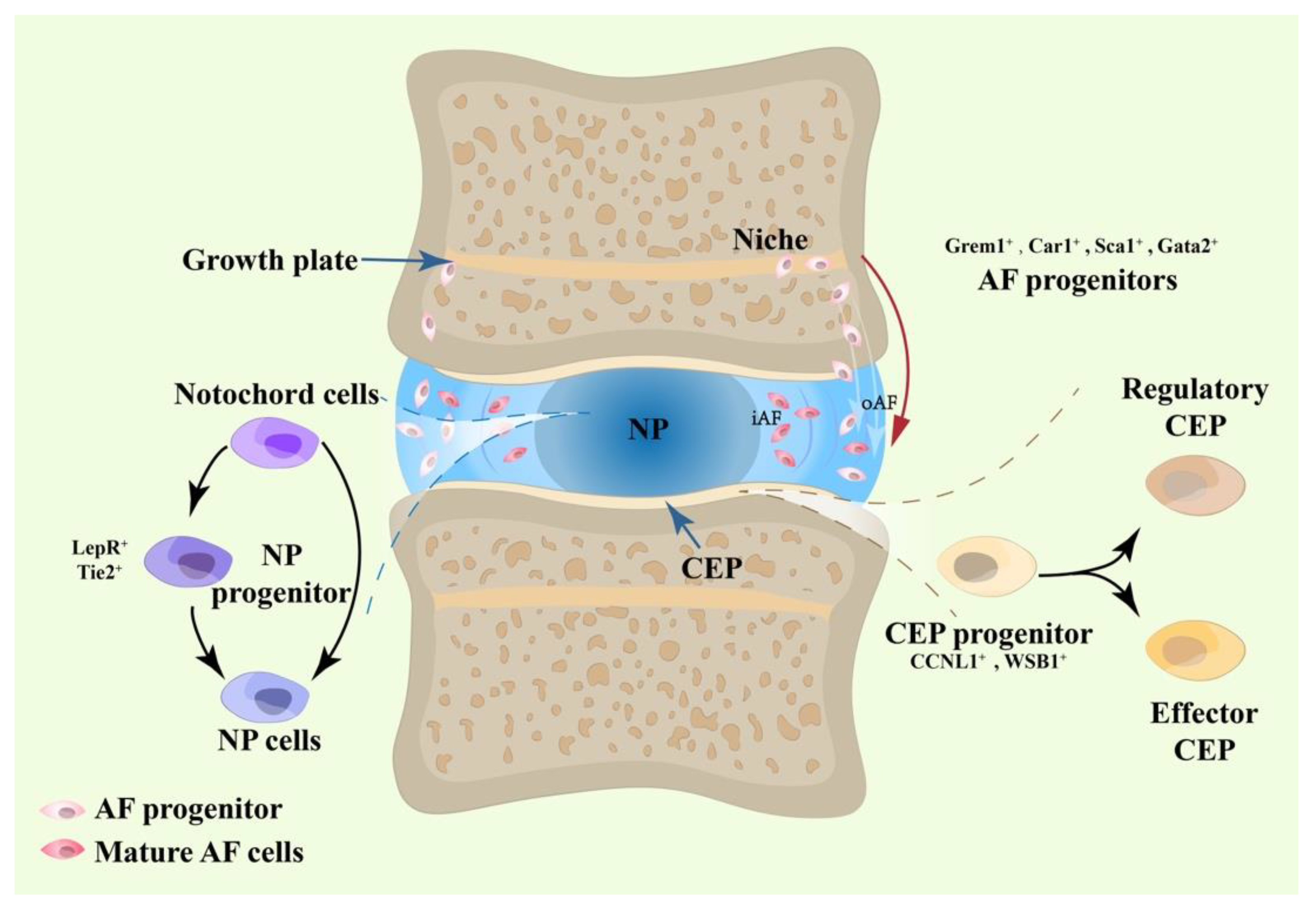Bioengineering 10 00713 g001