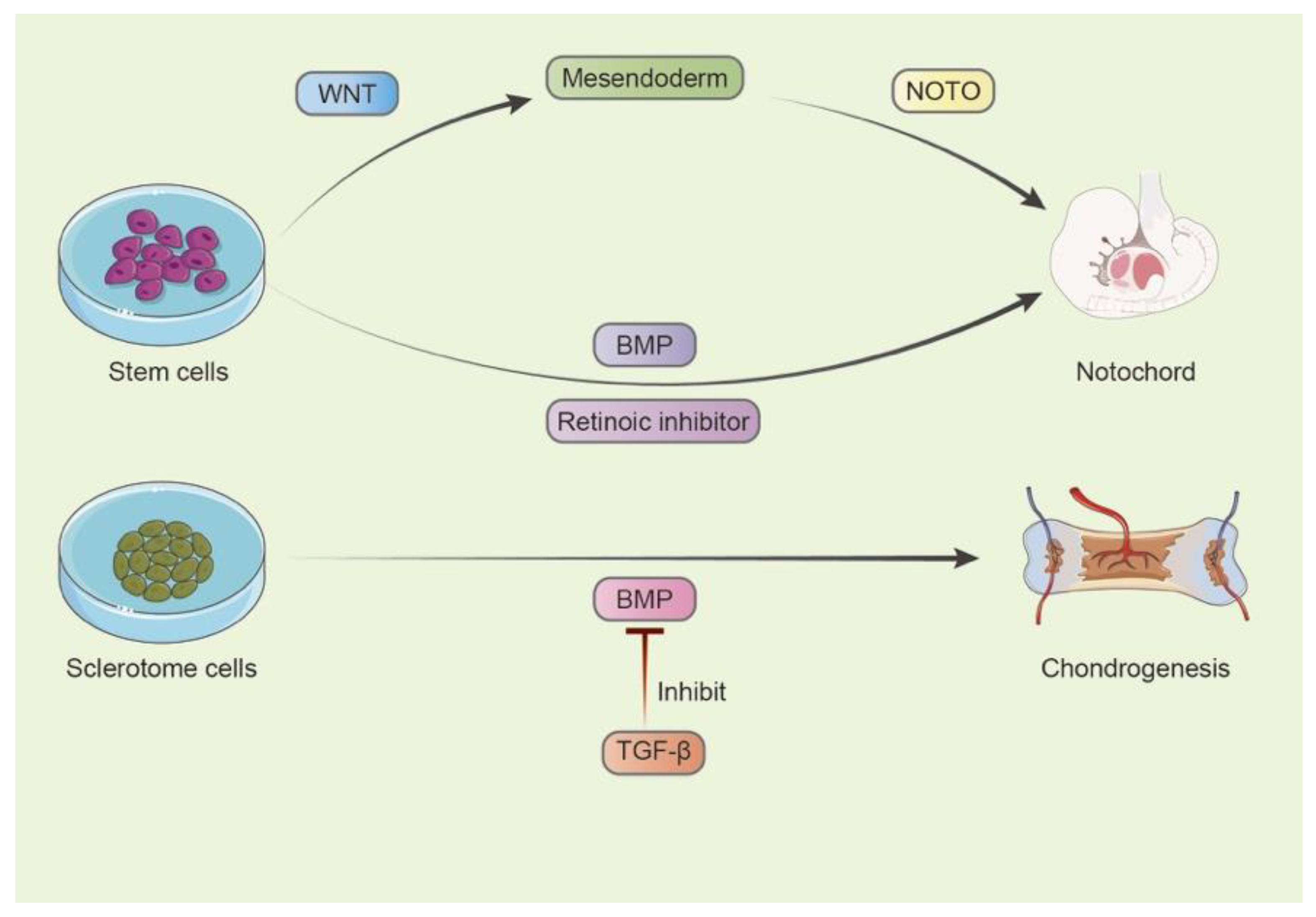 Bioengineering 10 00713 g002