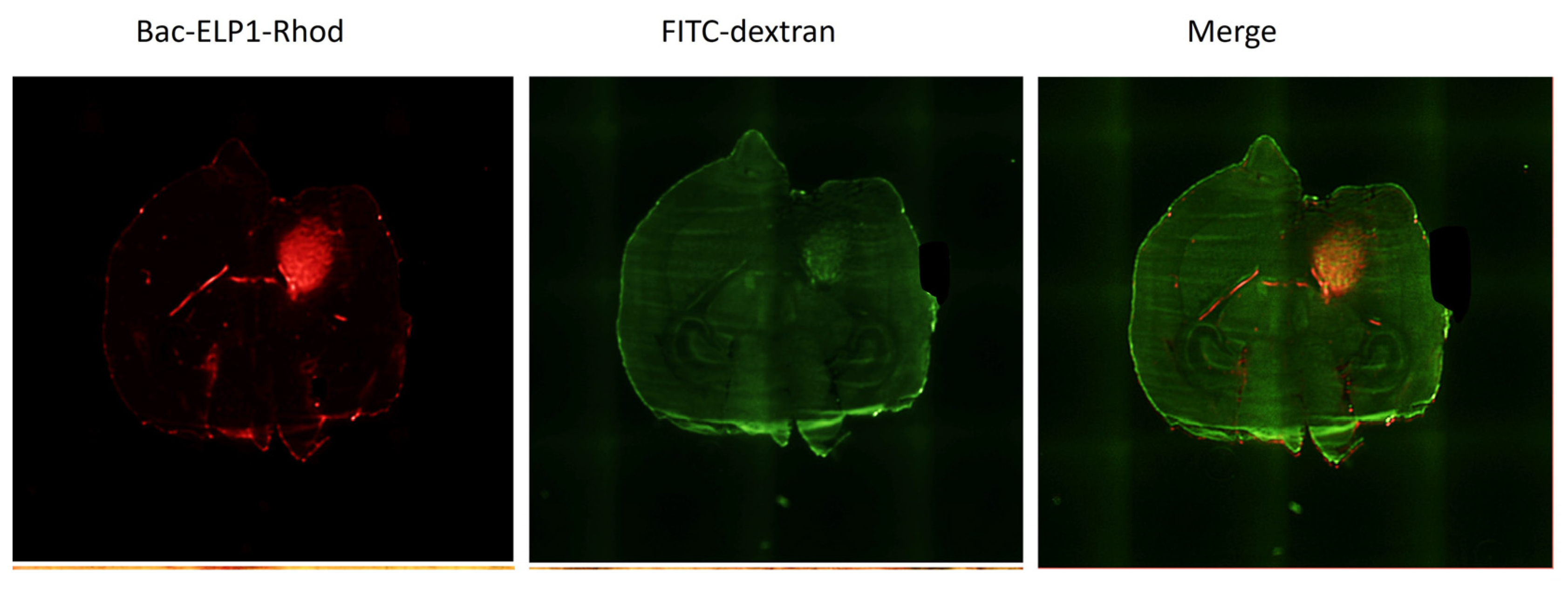 Bioengineering 10 00718 g002