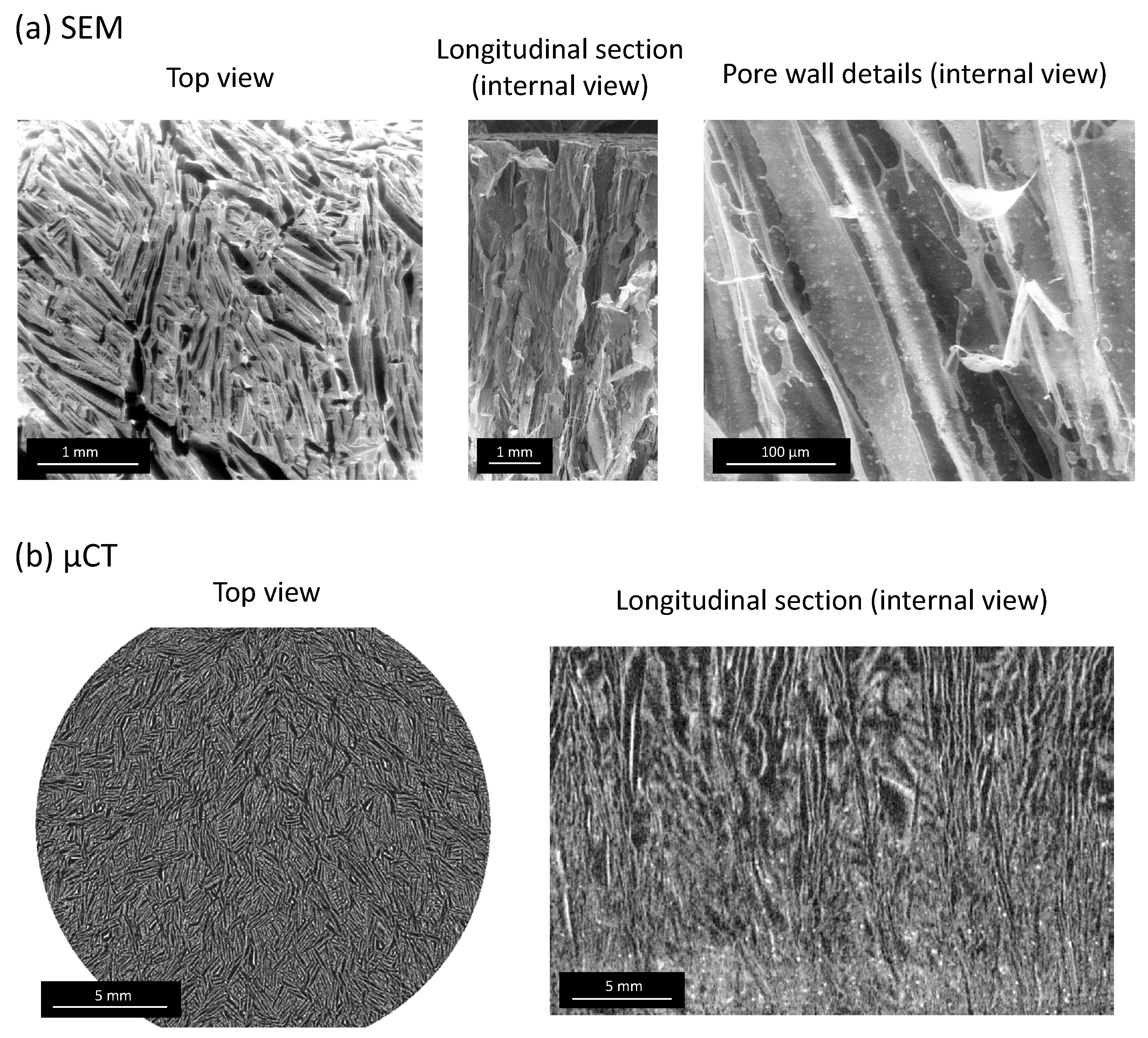 Bioengineering 10 00734 g003